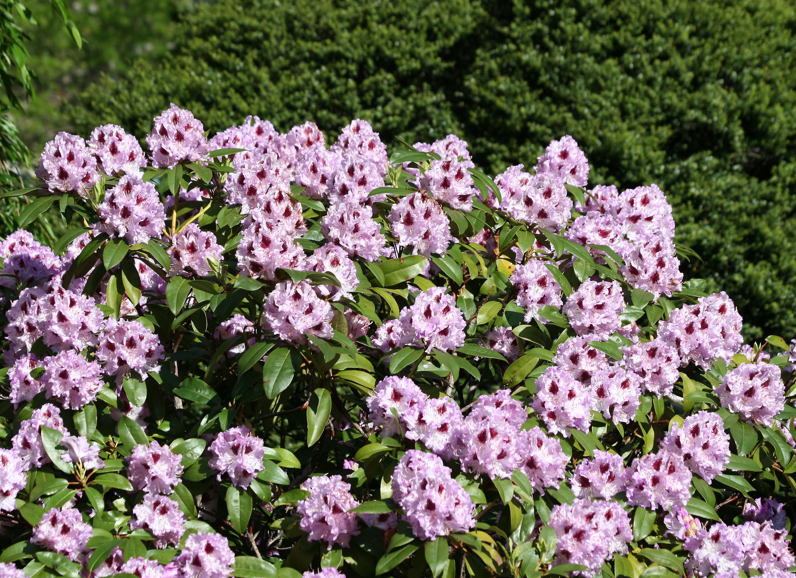 Rhododendron Blossoms