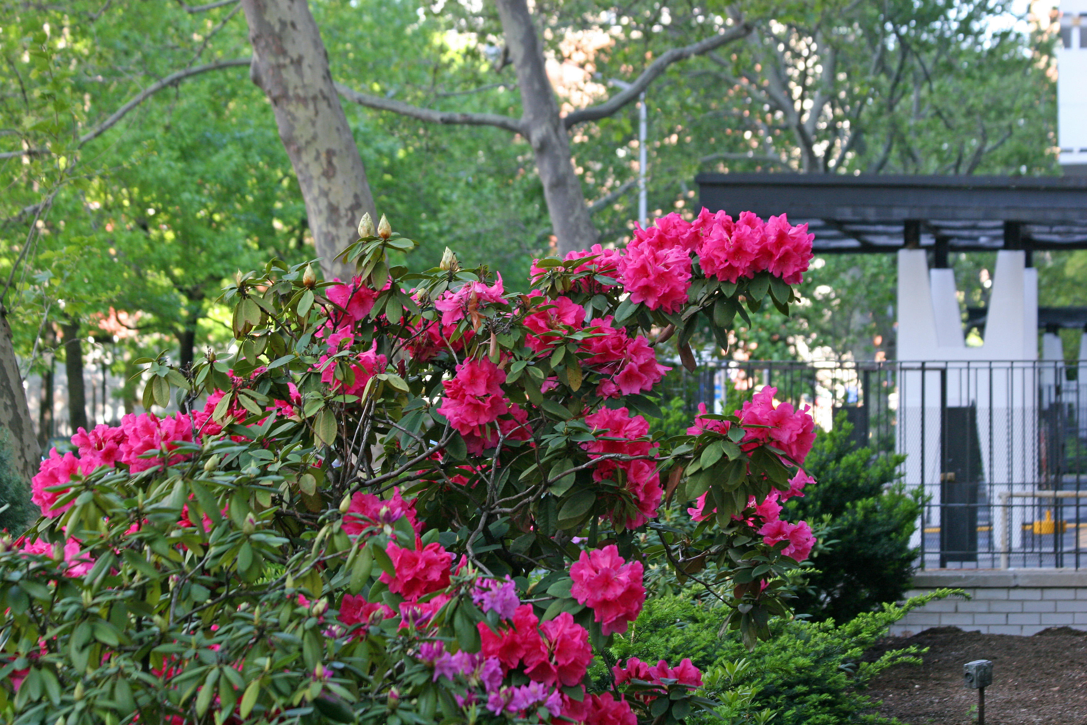 Rhododendron Blossoms