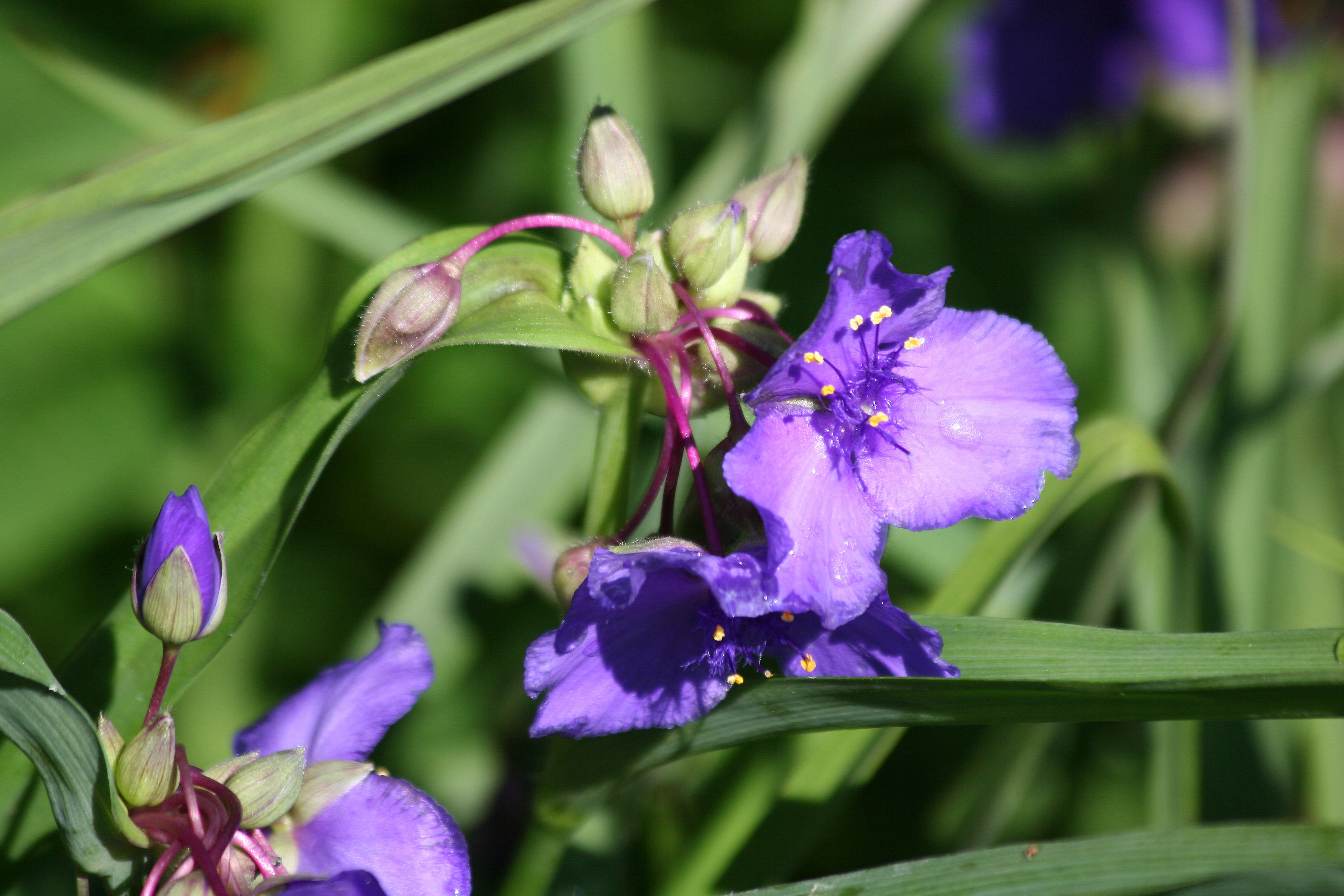 Tradescantia