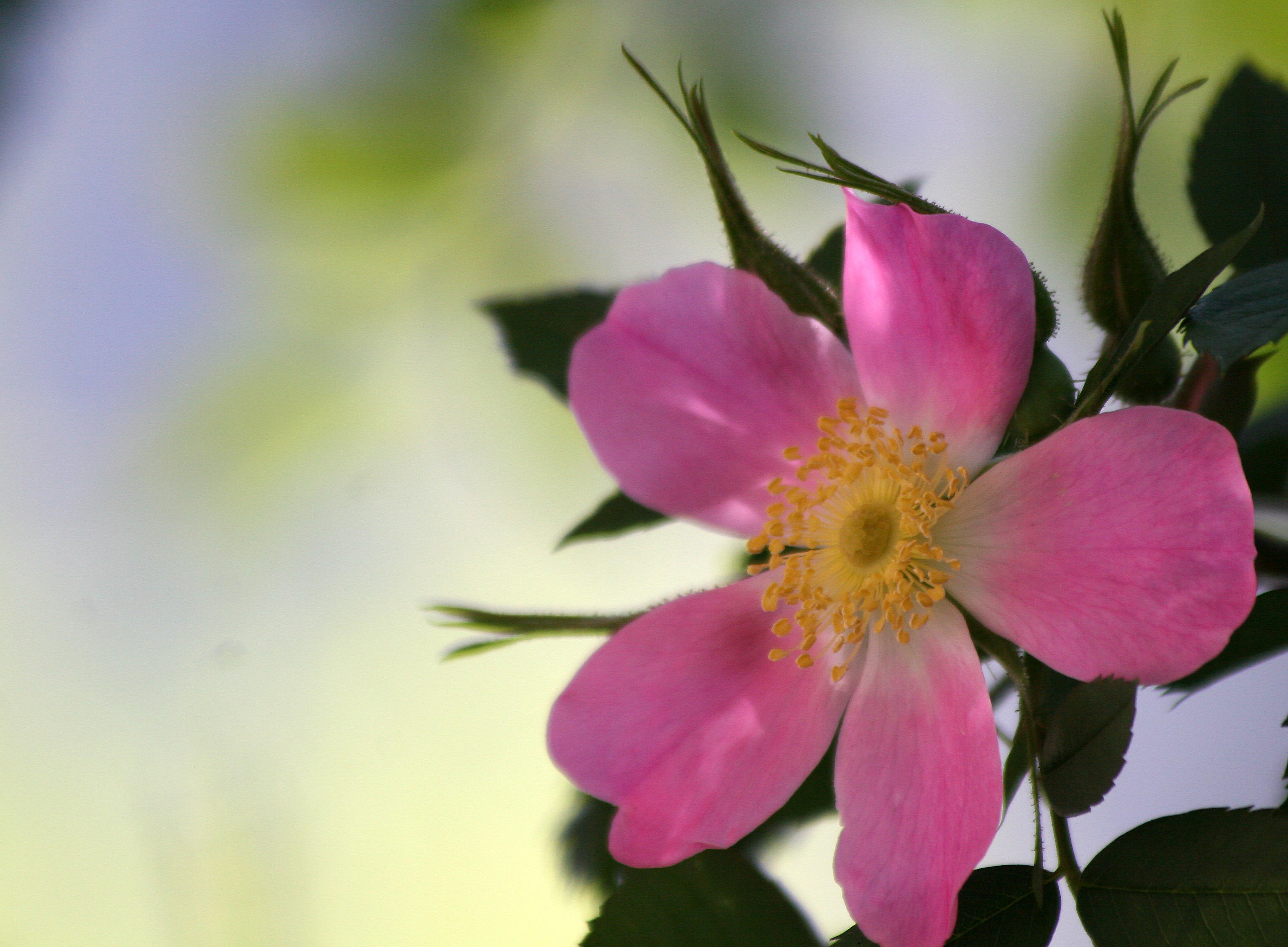 Glauca Rose