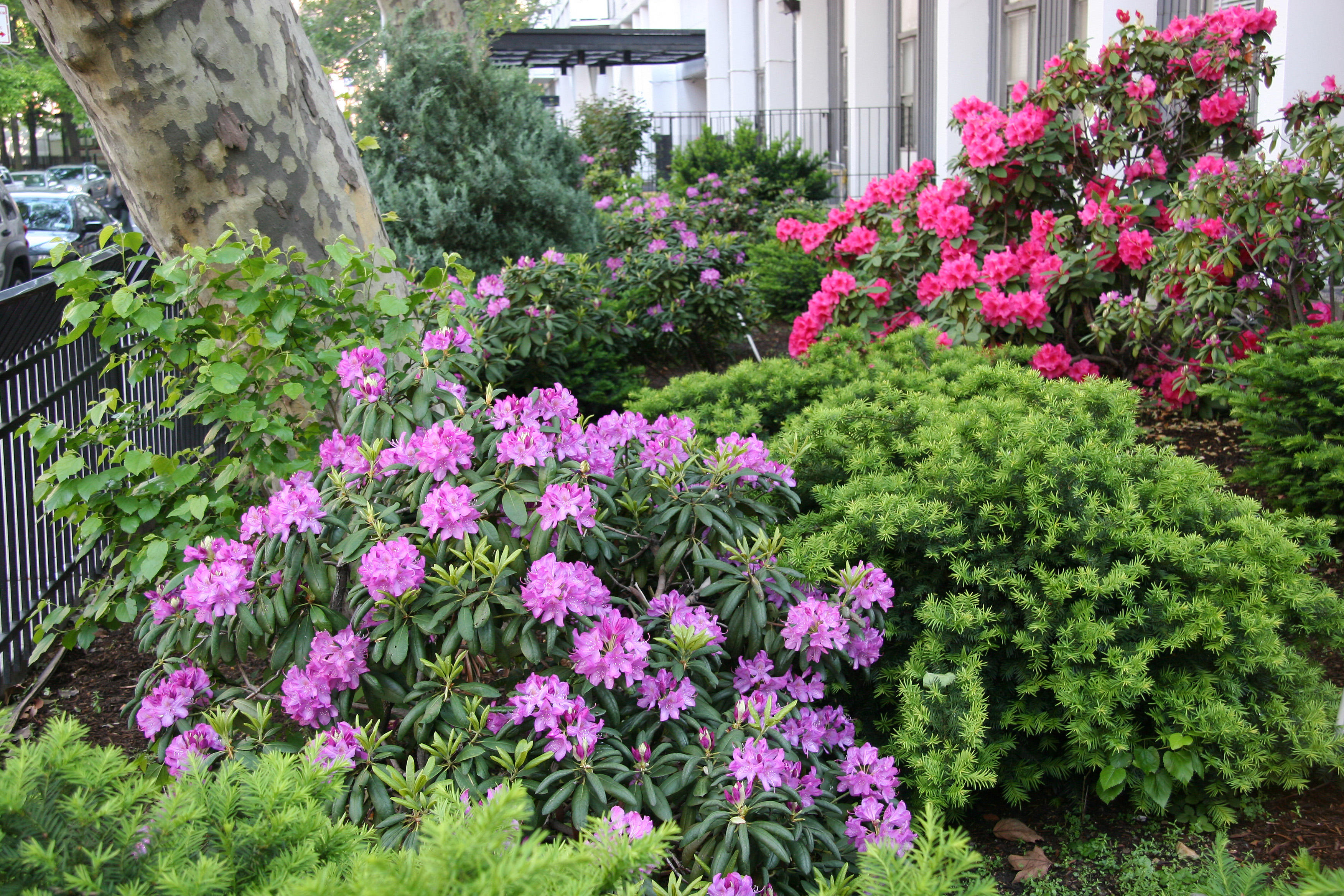 Rhododendrons