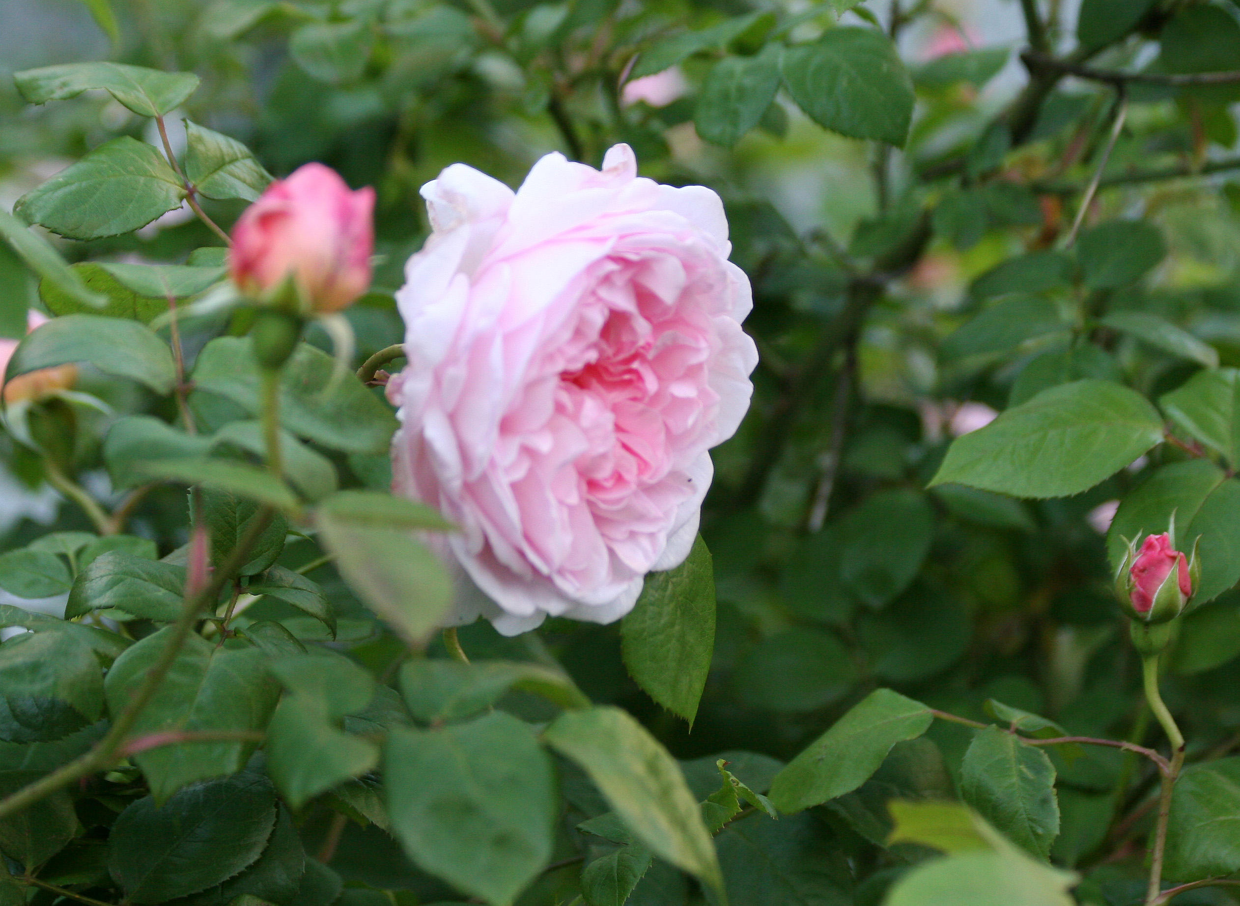 Morden Blush Rose