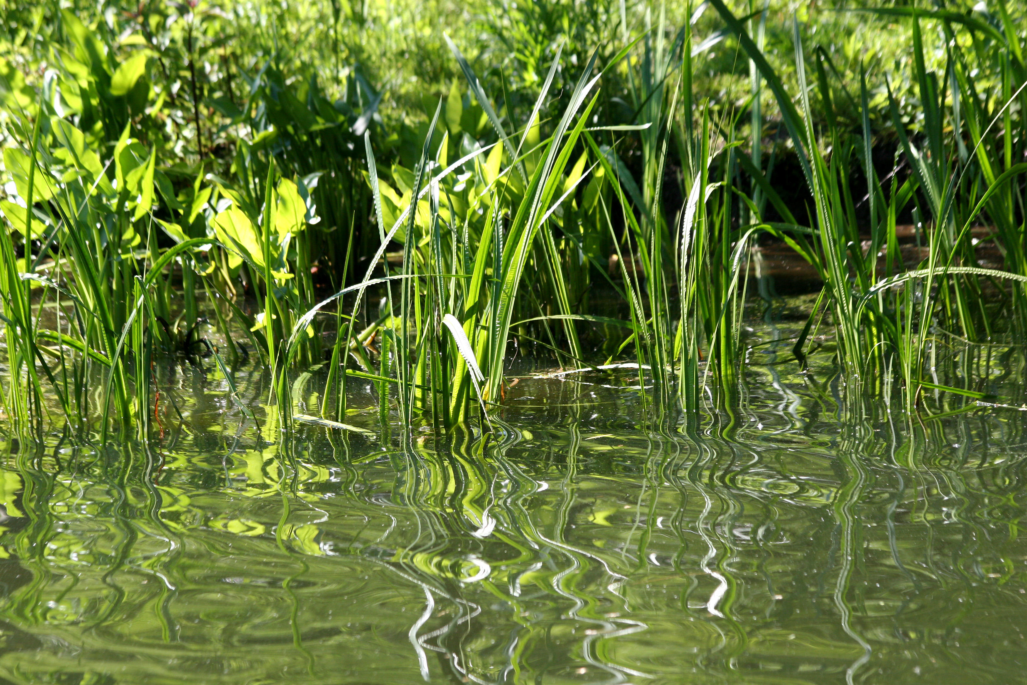 Harlem Meer Shoreline with Reflections