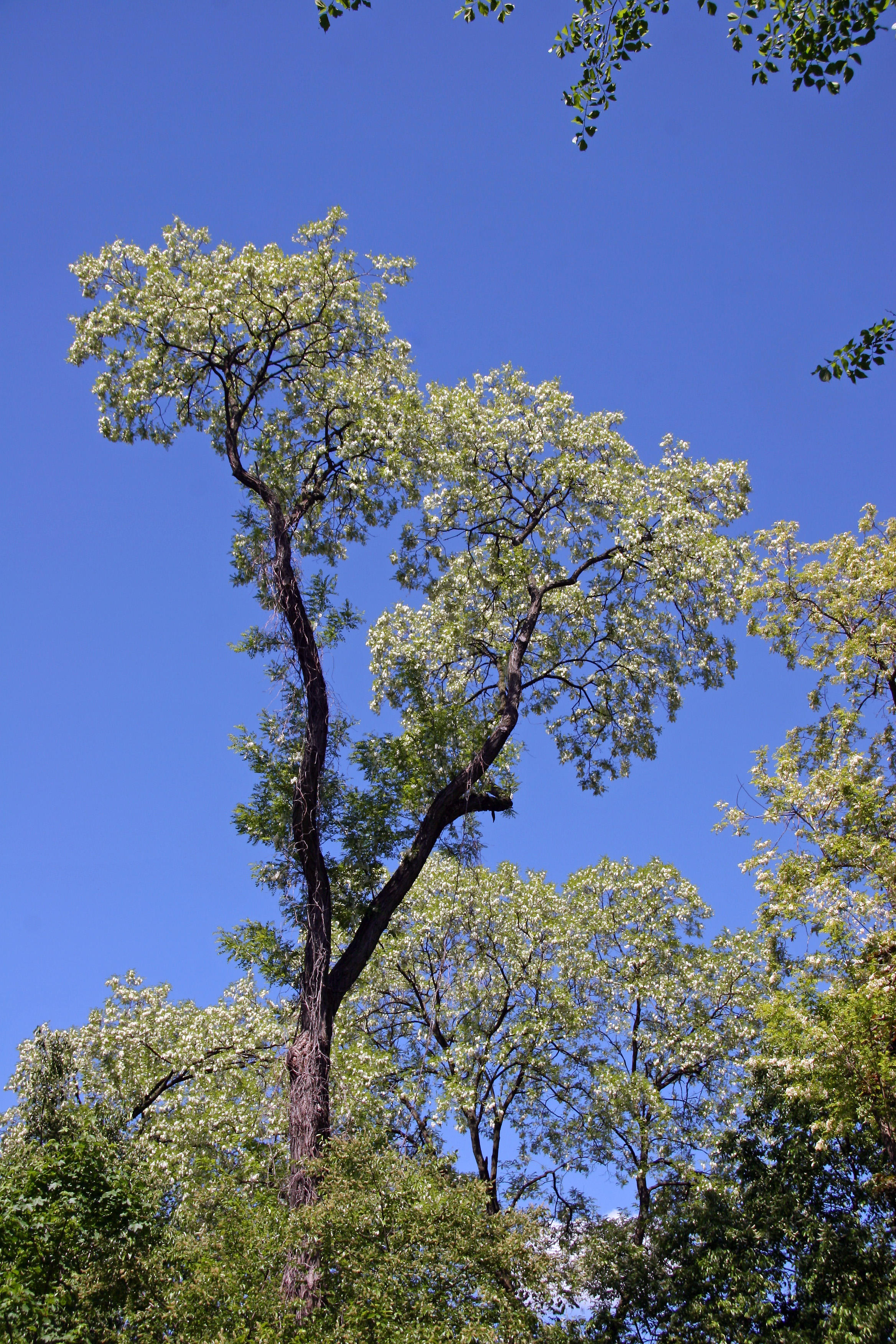 Black Locust Tree Grove near the Great Hill