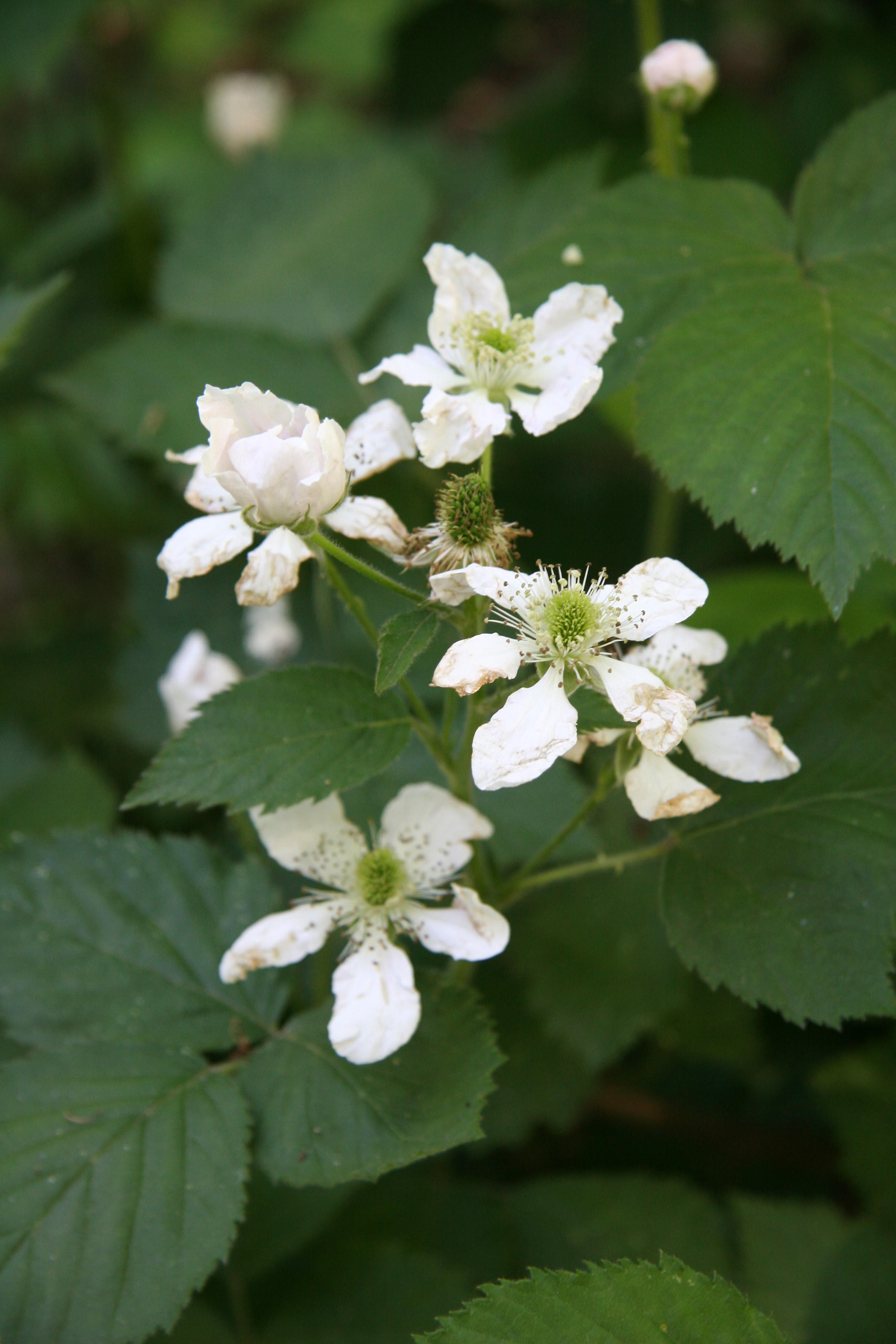 Berry Bush Blossoms = North Pool Area