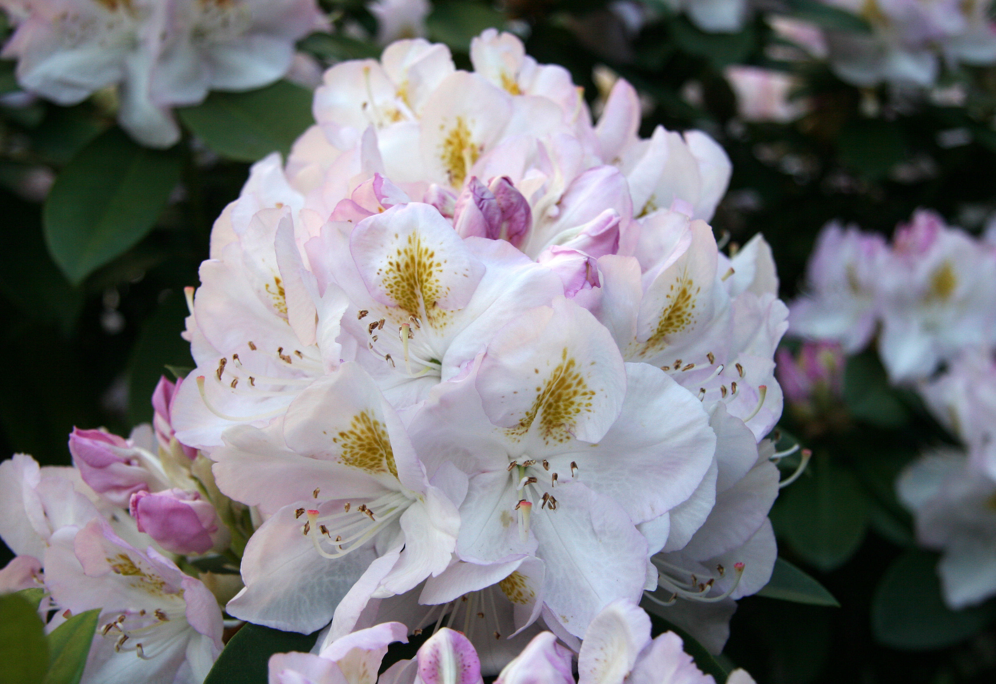 Rhododendron Blossoms