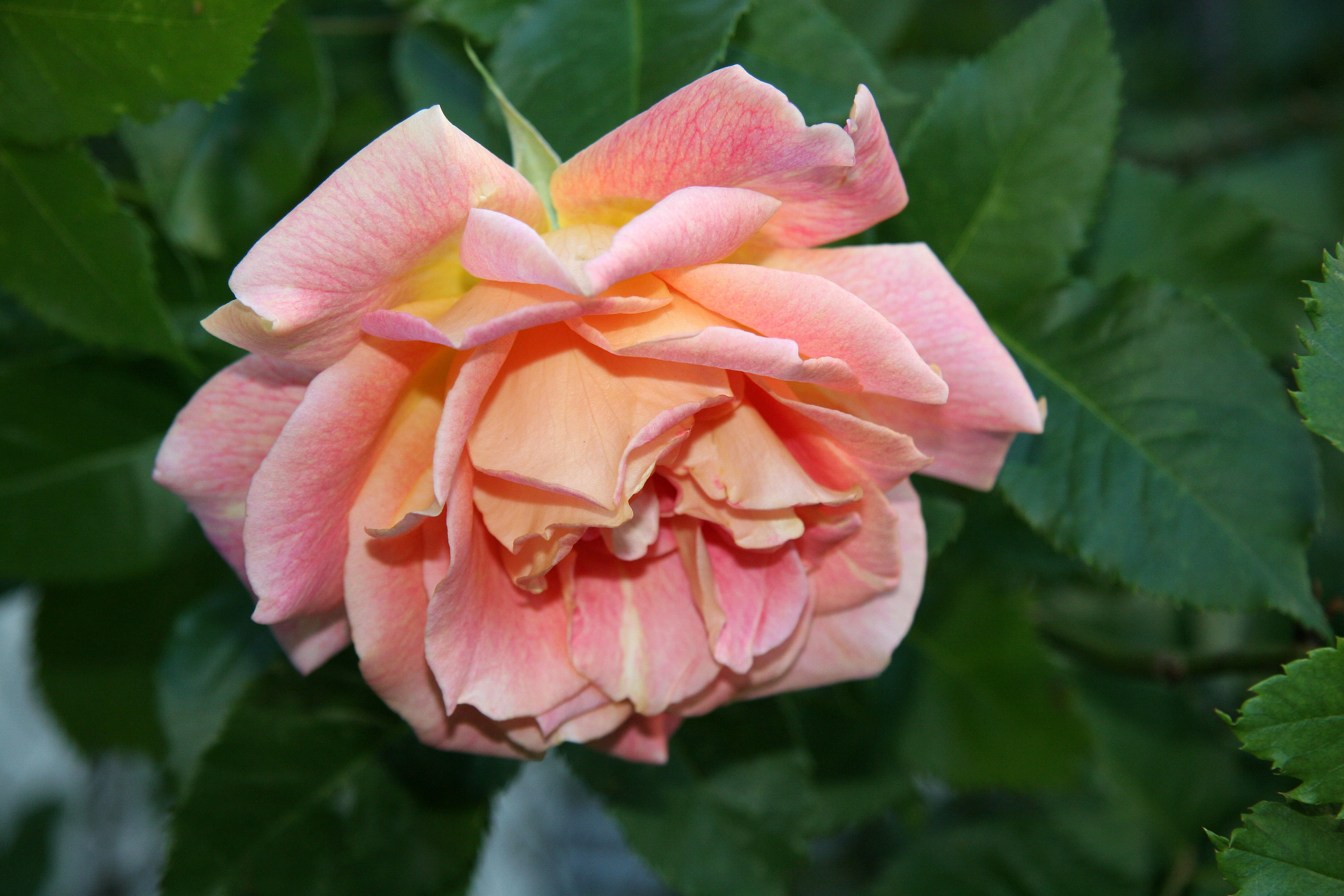 Peach Rose