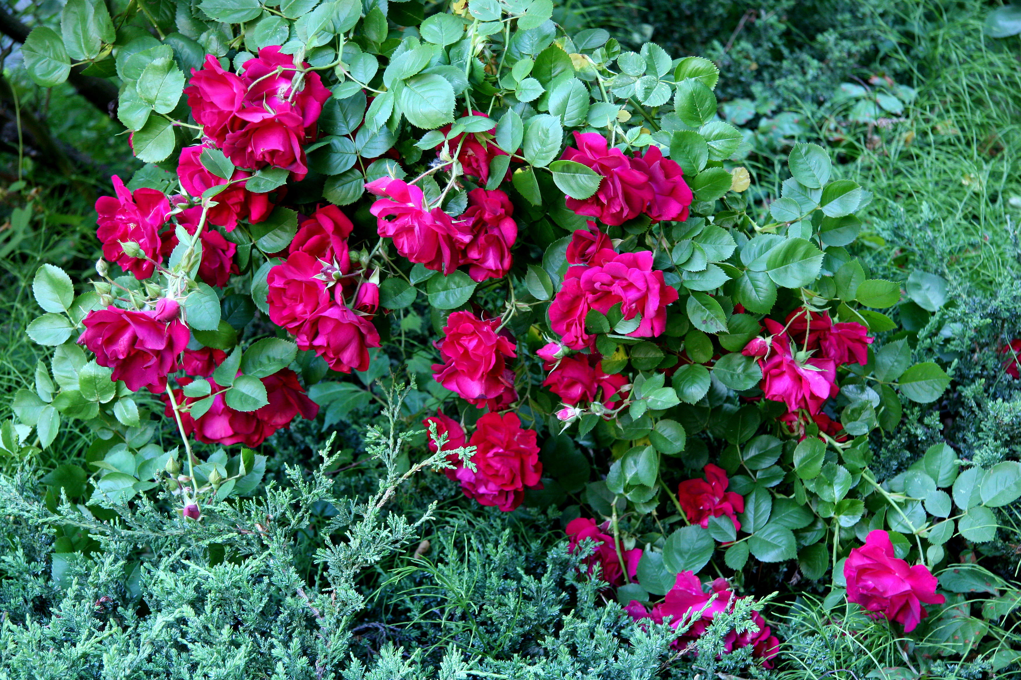 Red Roses