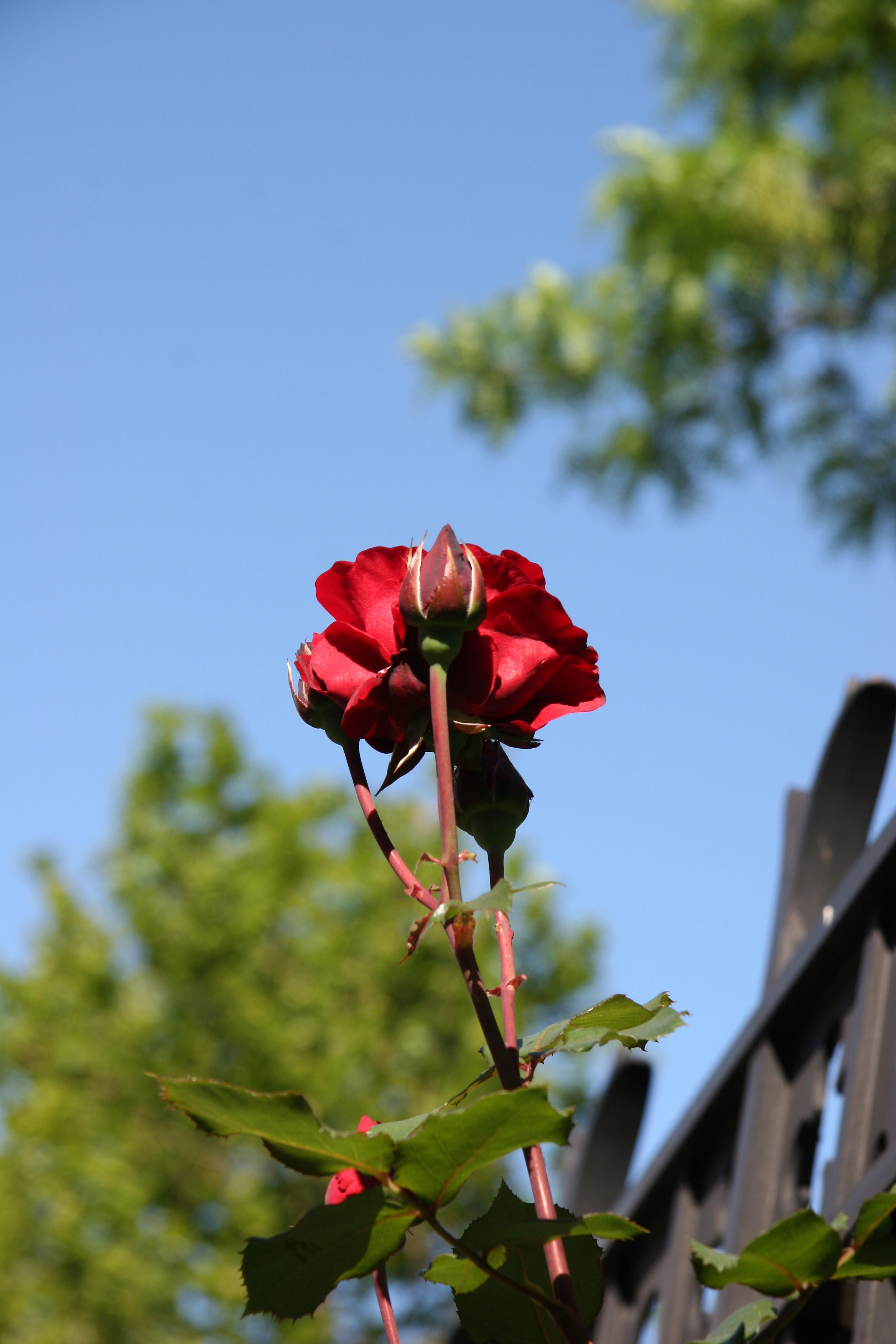 Red Rose