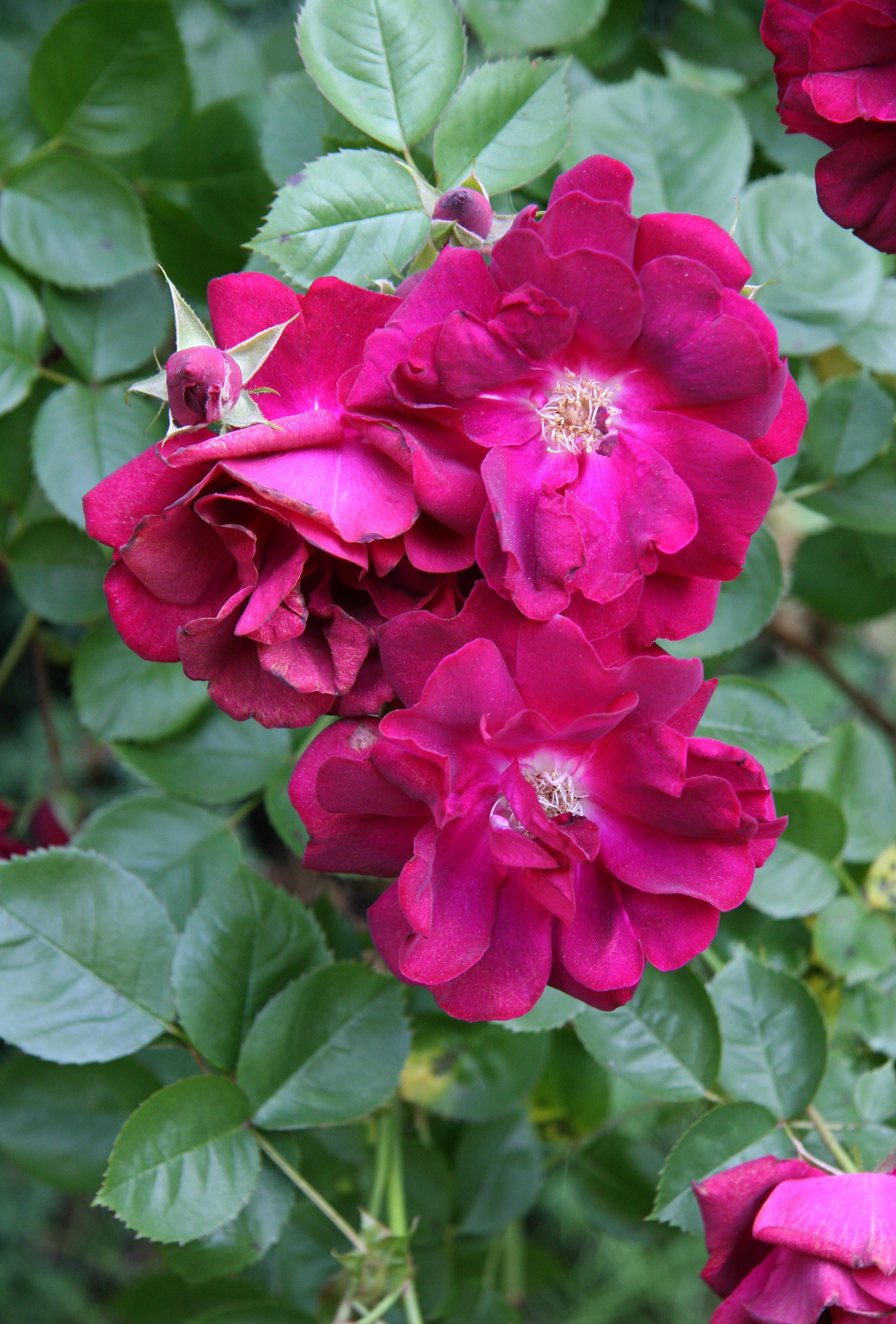 Roses
