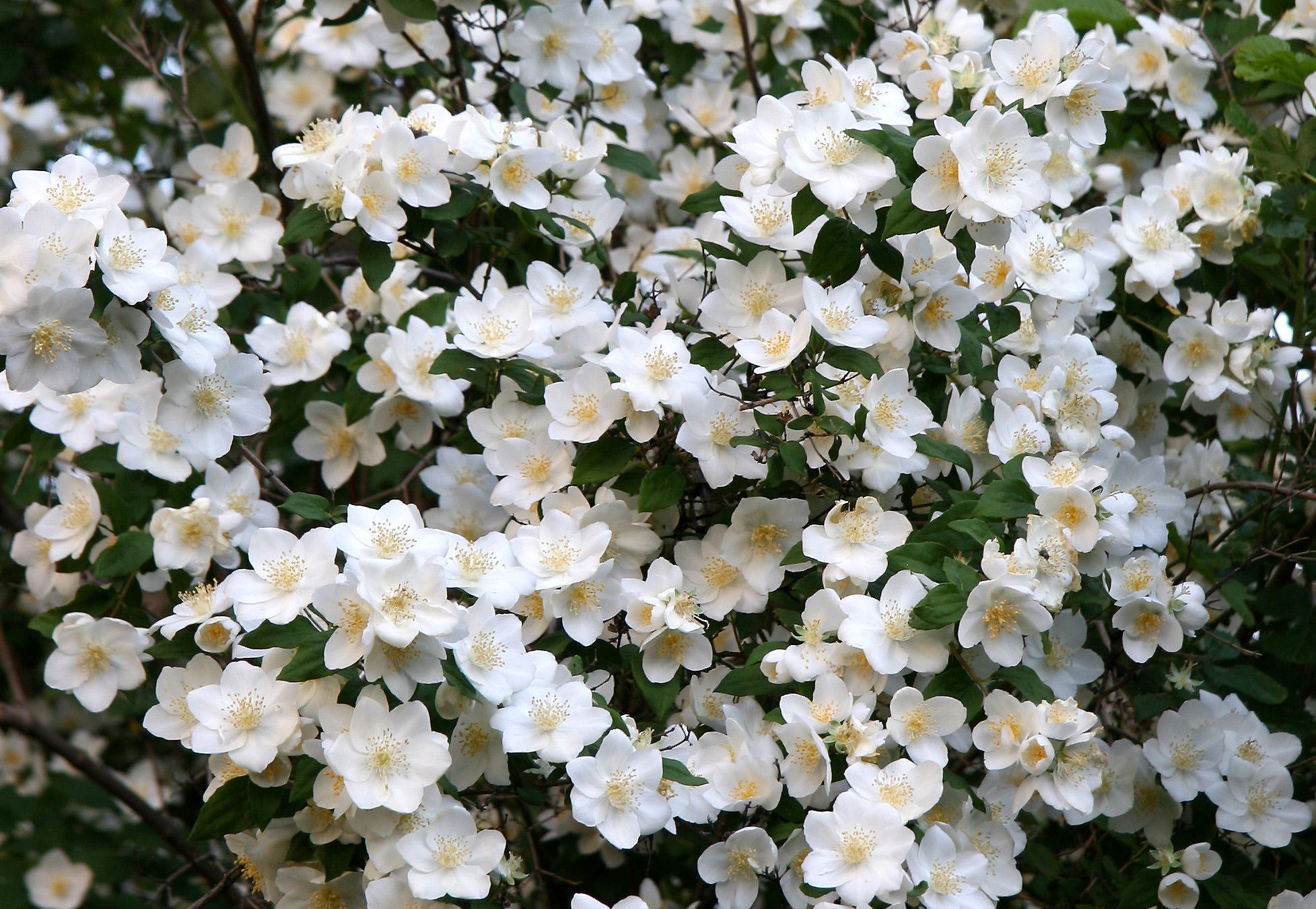 Mock Orange Blossoms