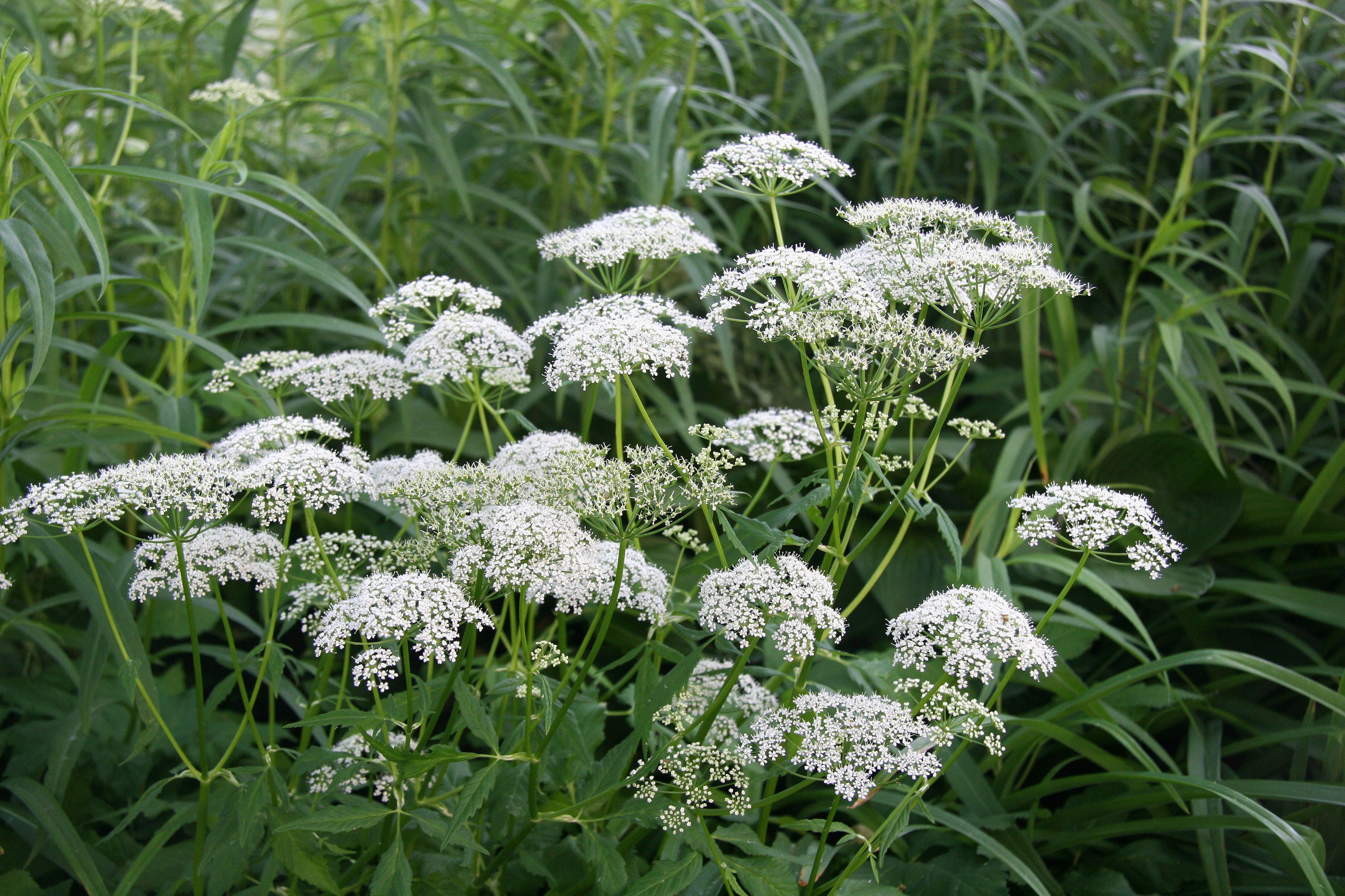Queen Anns Lace