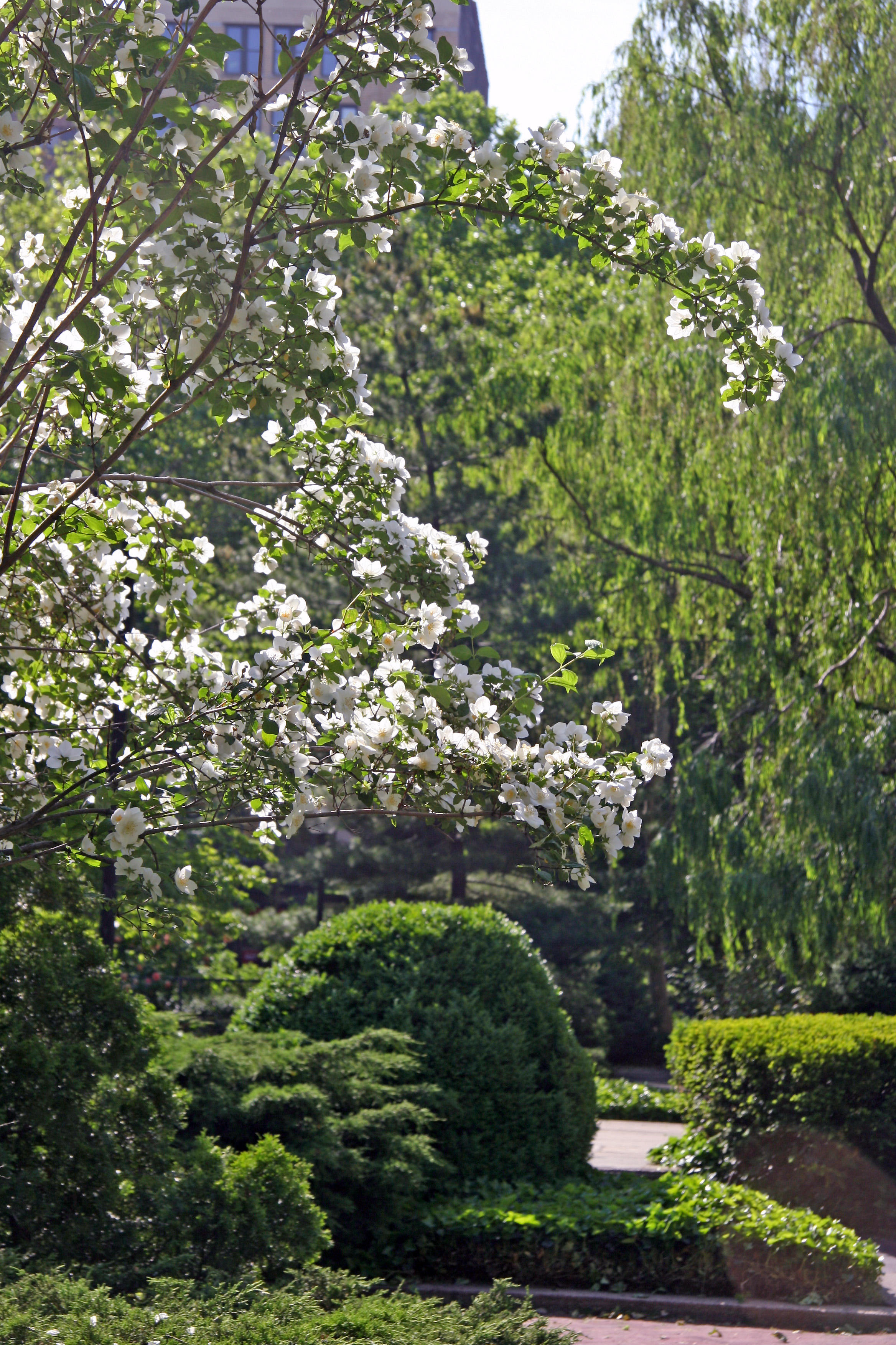 Garden View - Mock Orange Blossoms, Pine, Willow, Boxwood, etc.