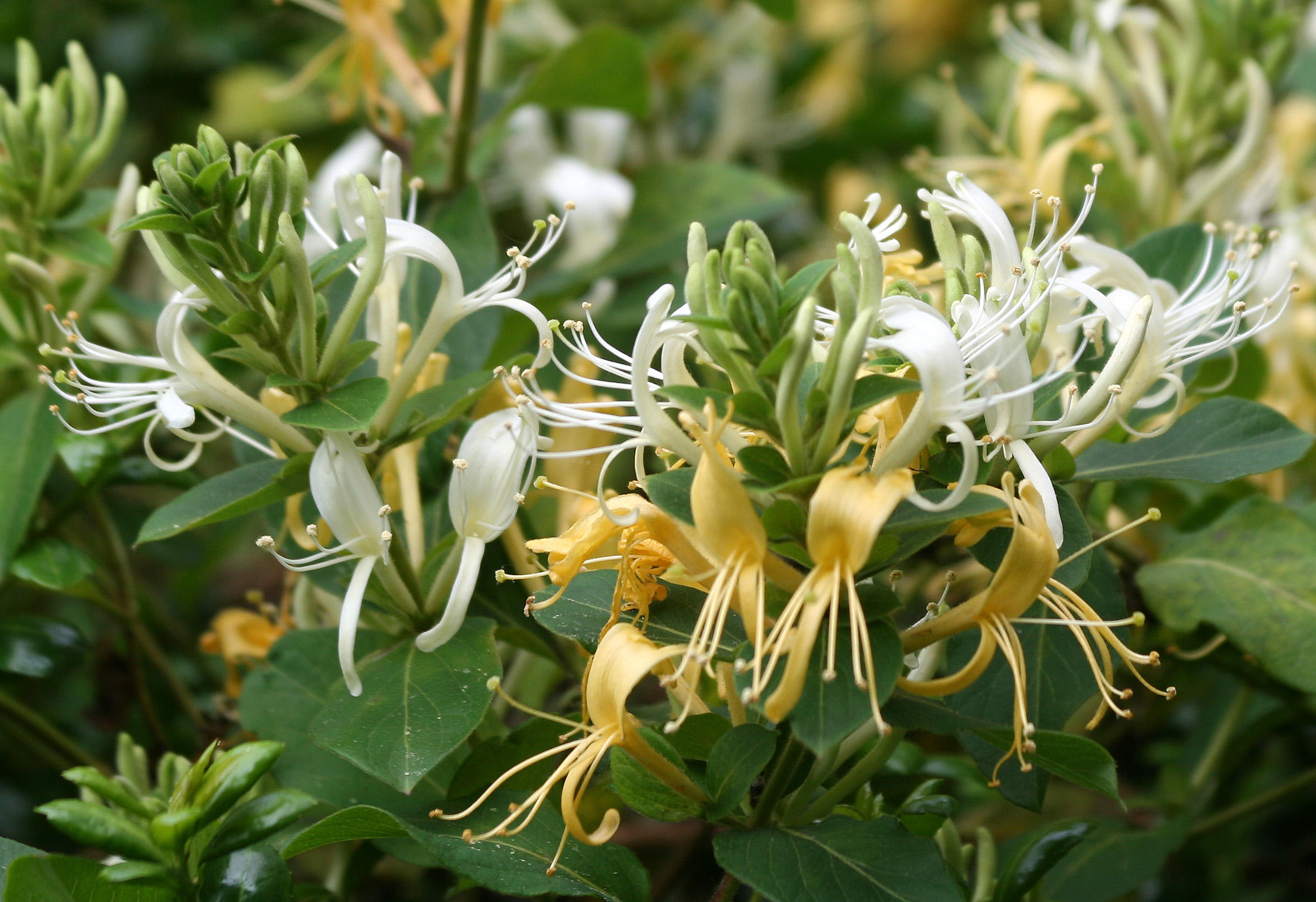 Honeysuckle or Lonicera