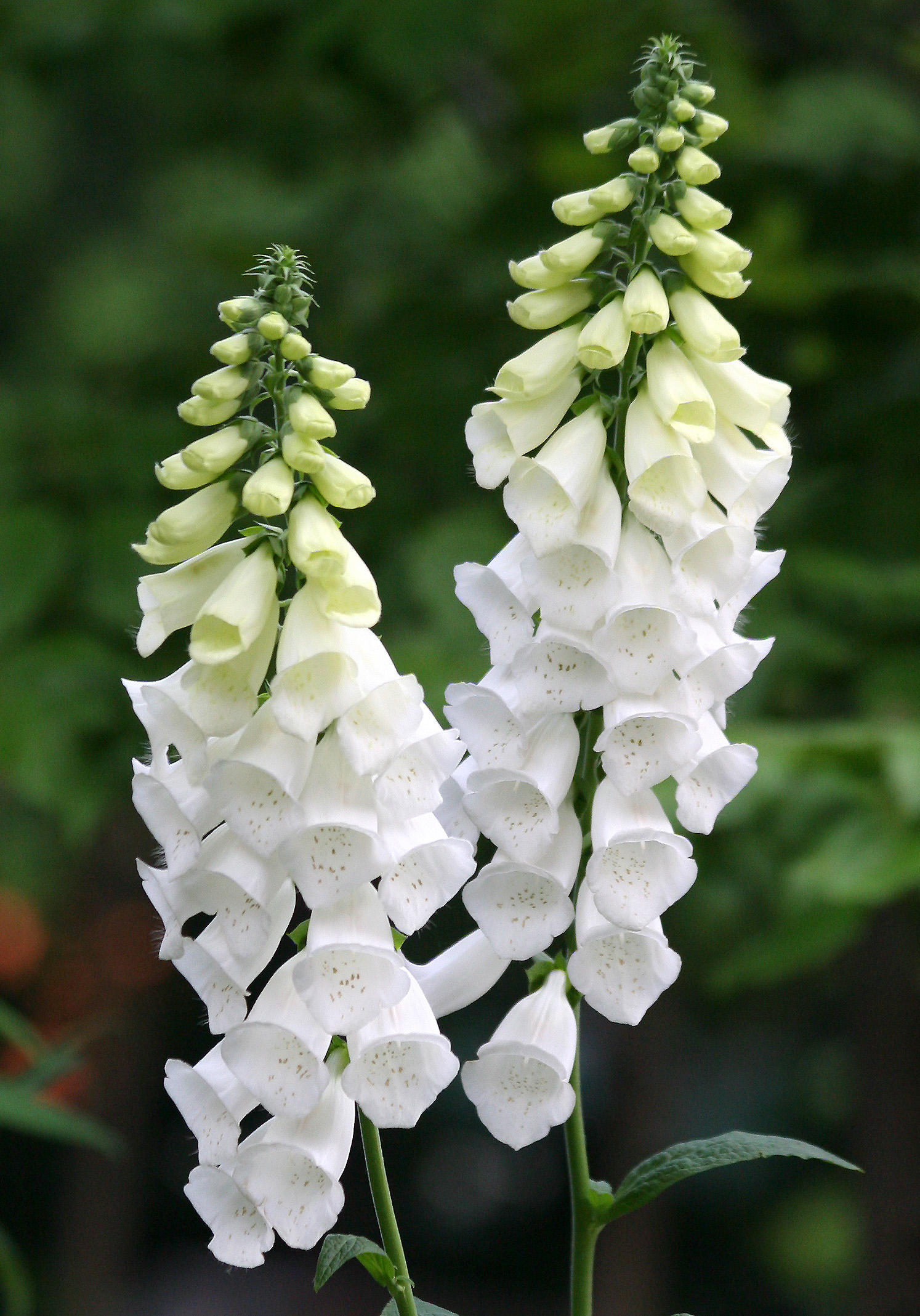 Foxglove