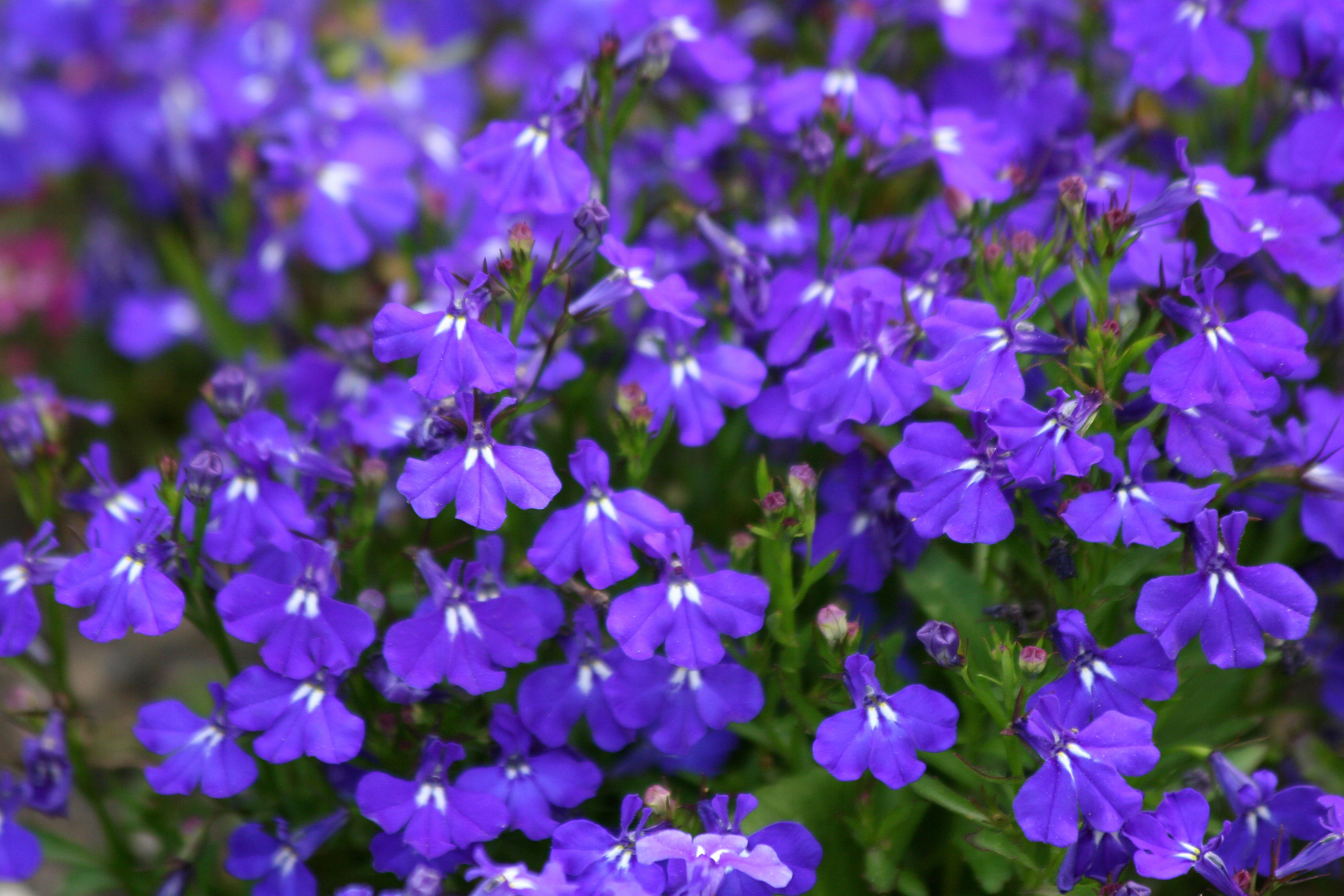 Lobelia