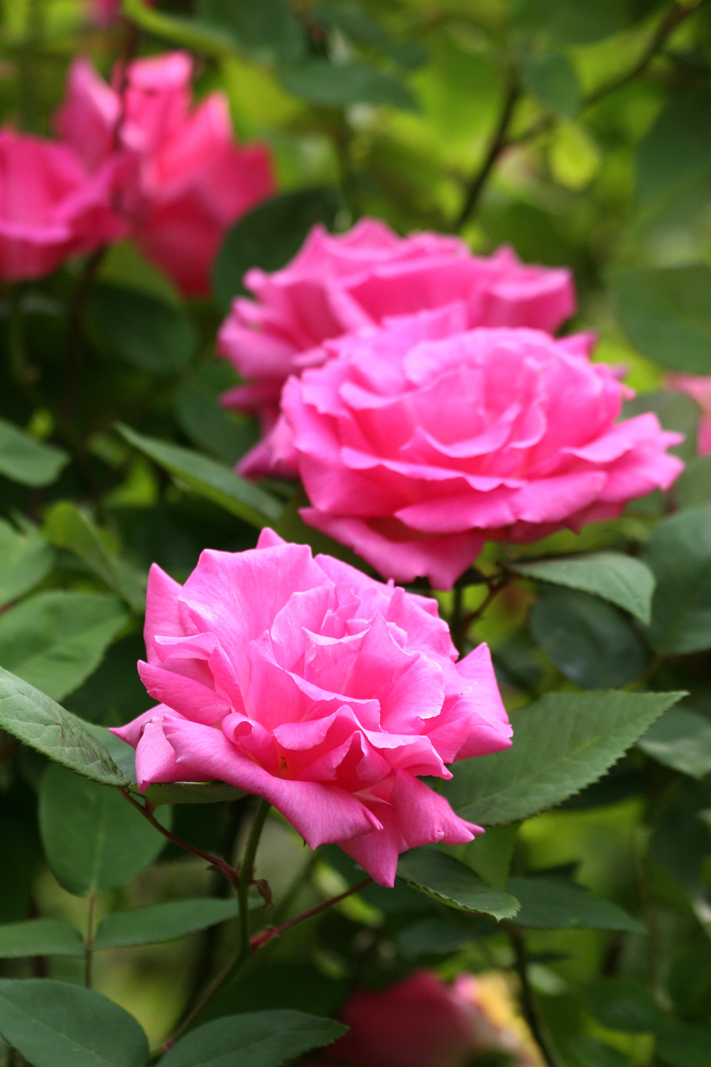 Zephrine Roses