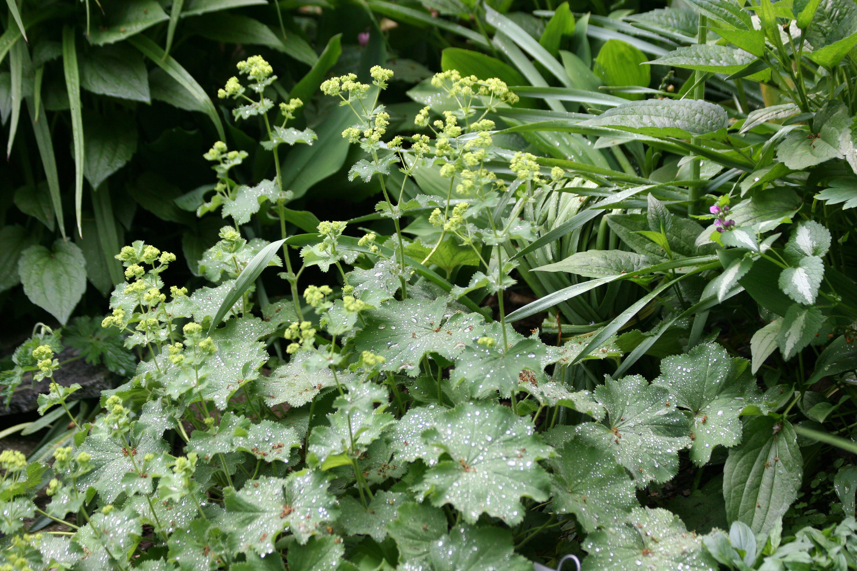 Alchemilla
