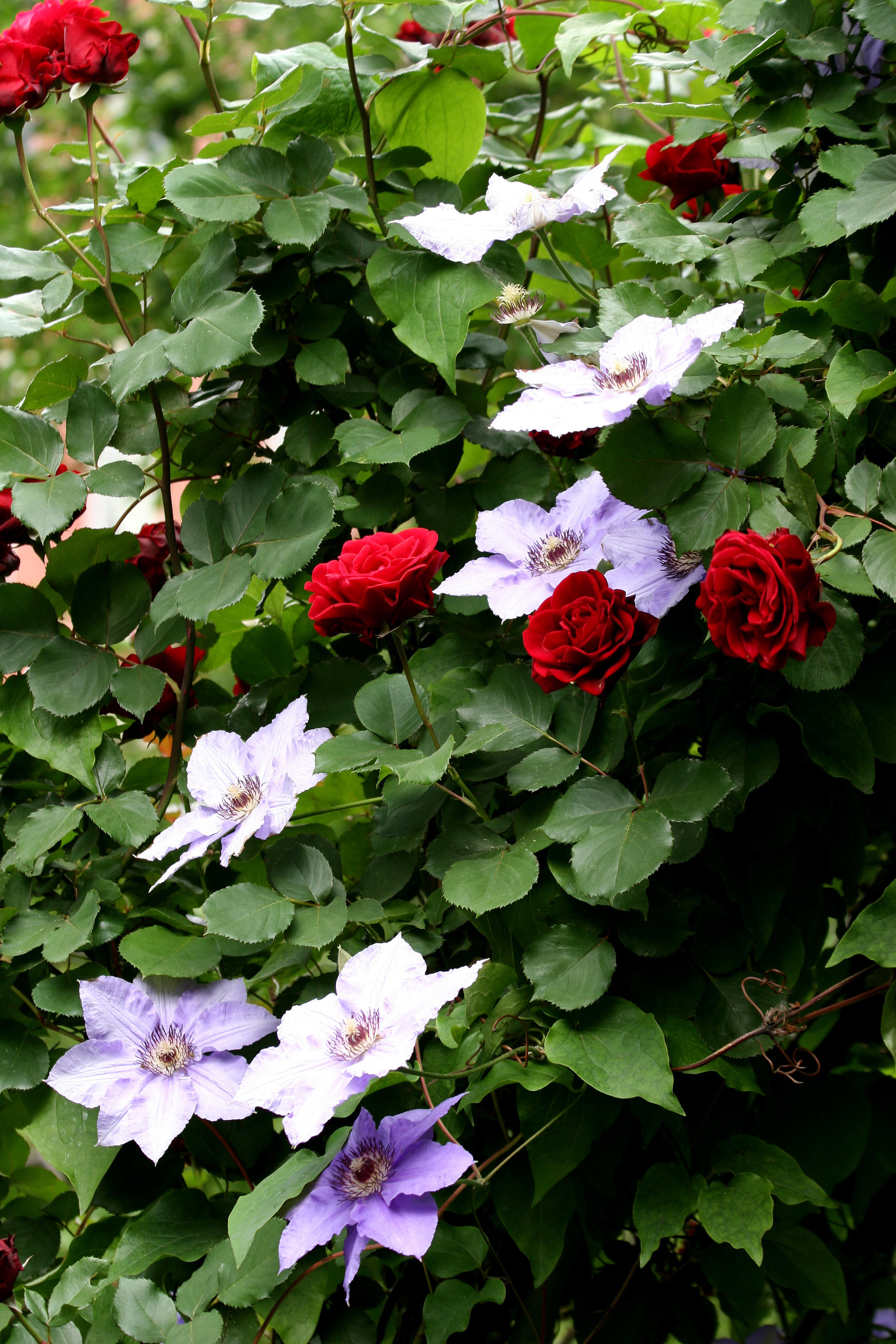 Don Juan Roses & Clematis