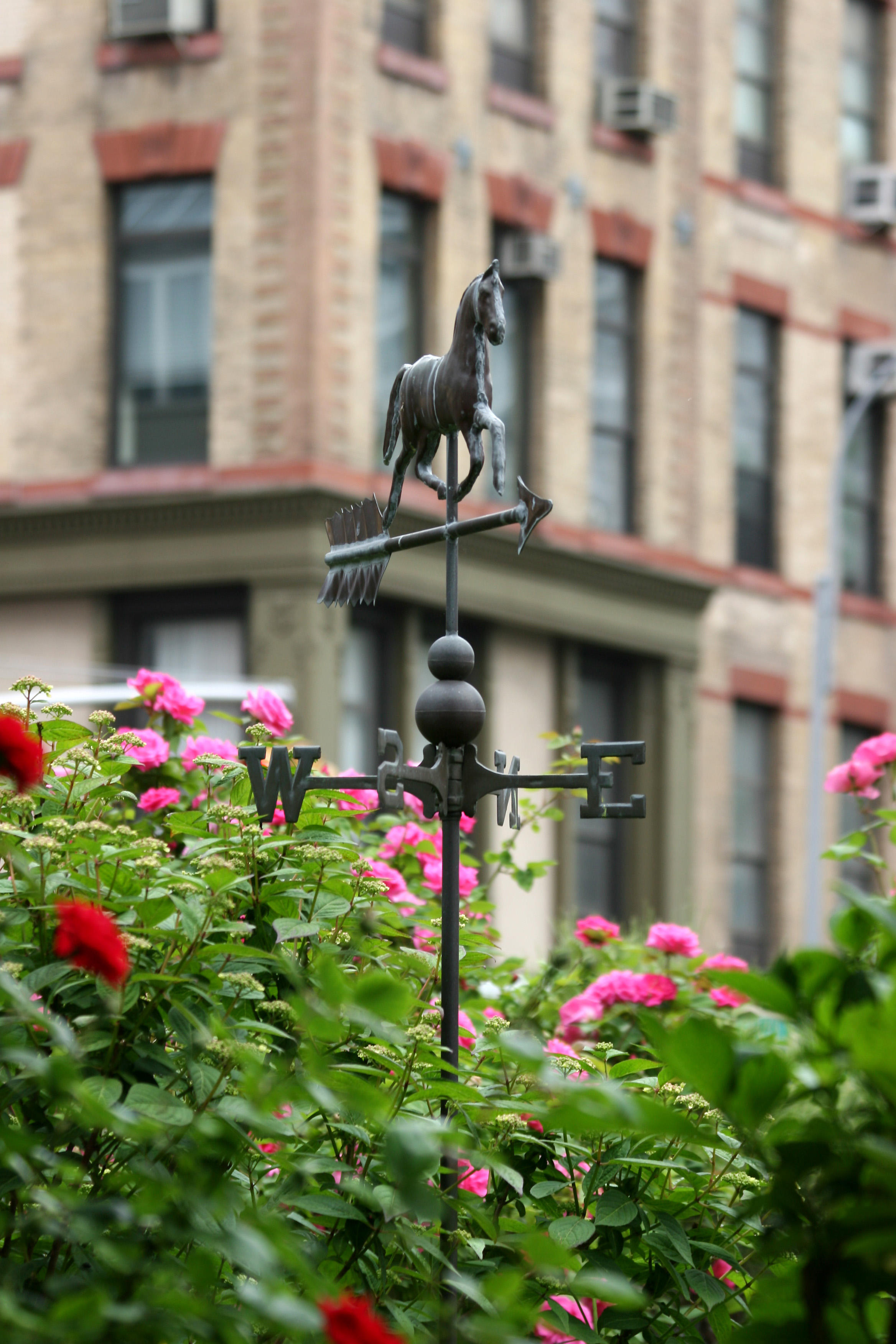 Weather Vane & Rose Bushes