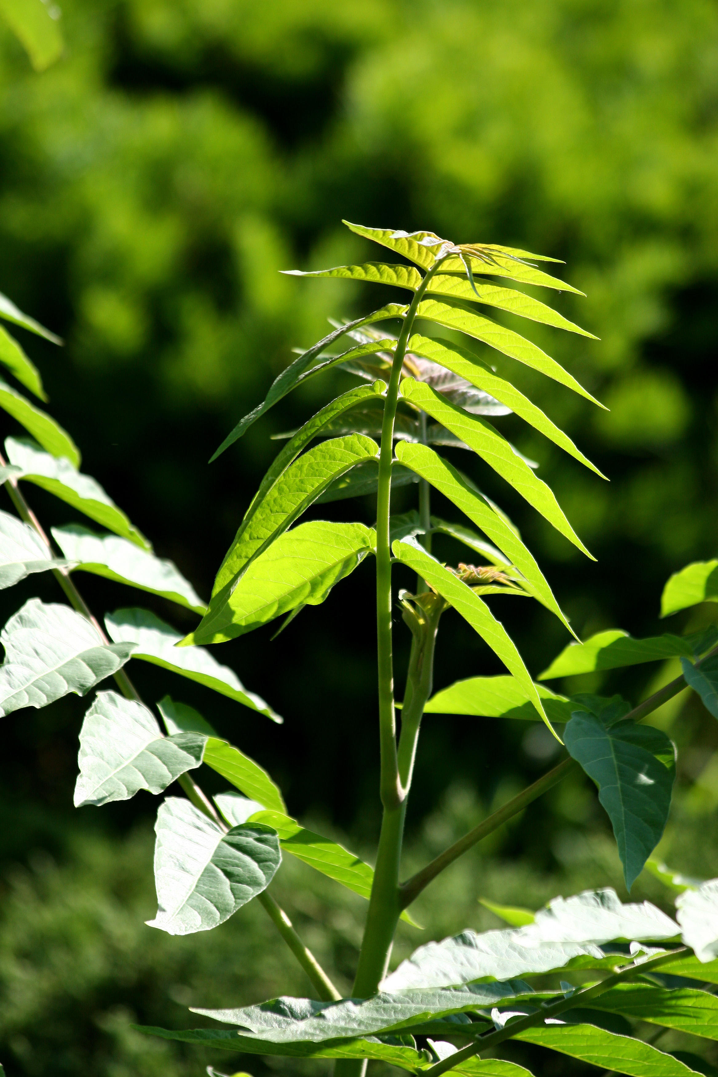 Tree of Heaven Sapling