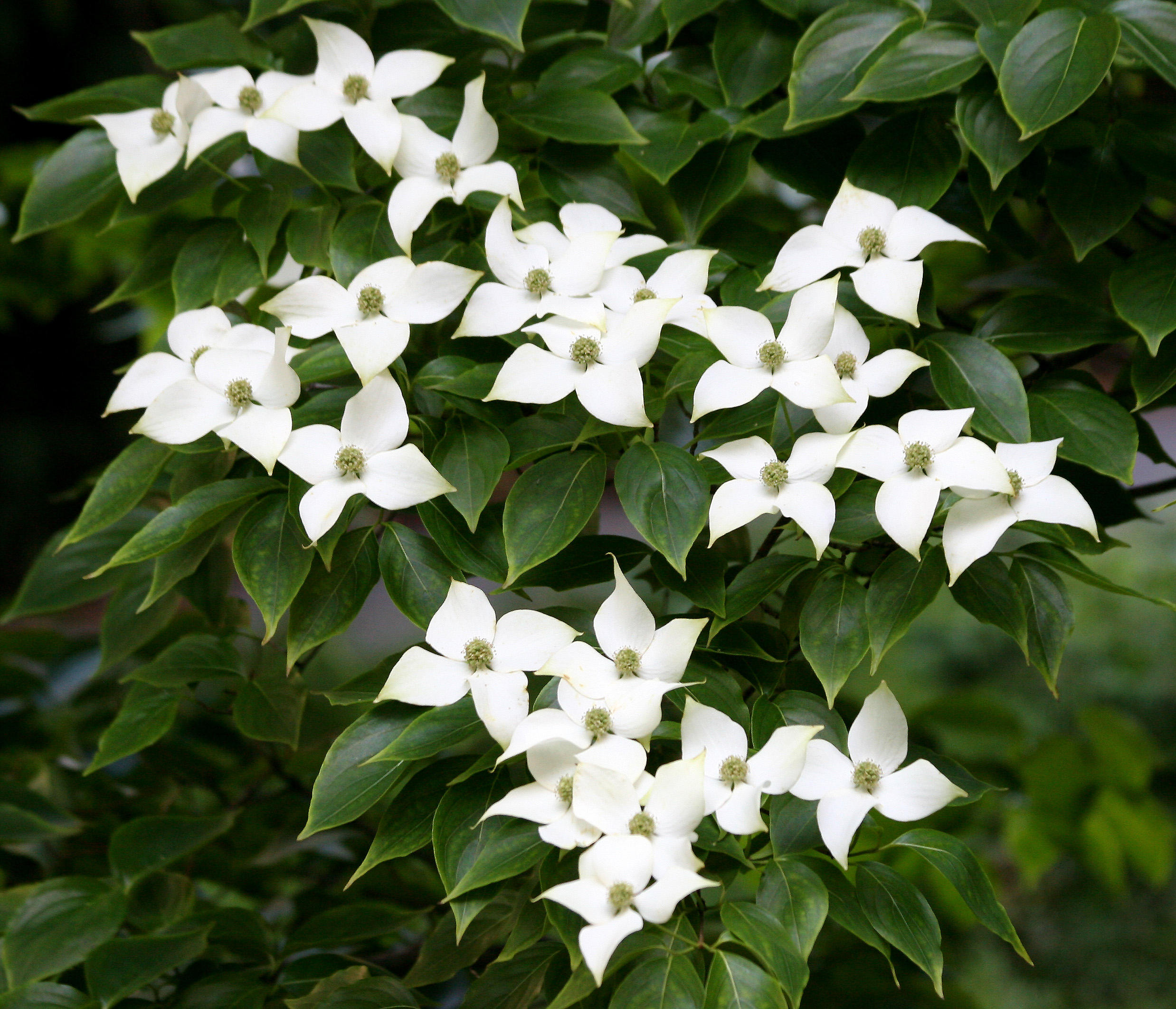 Dogwood