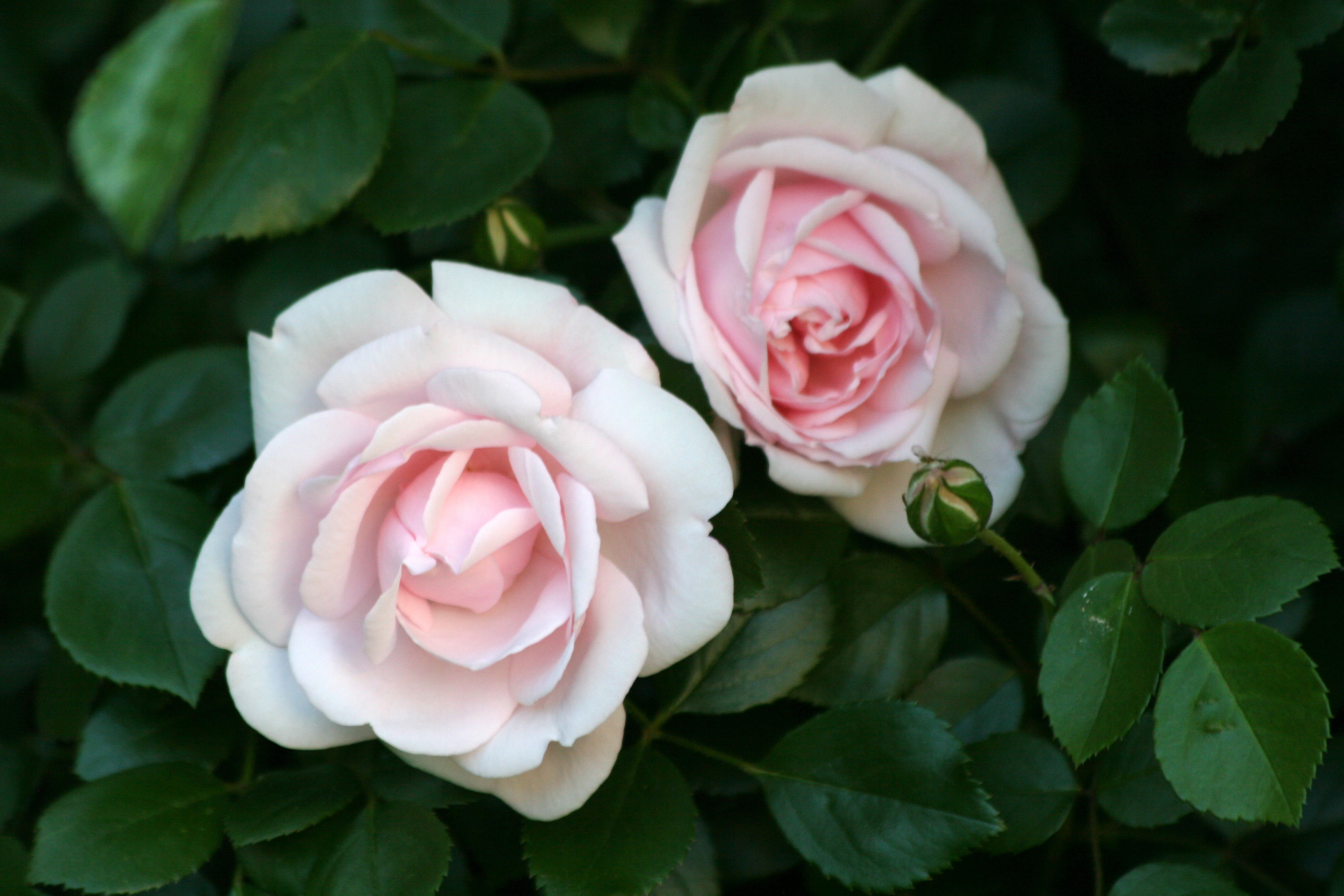 Roses