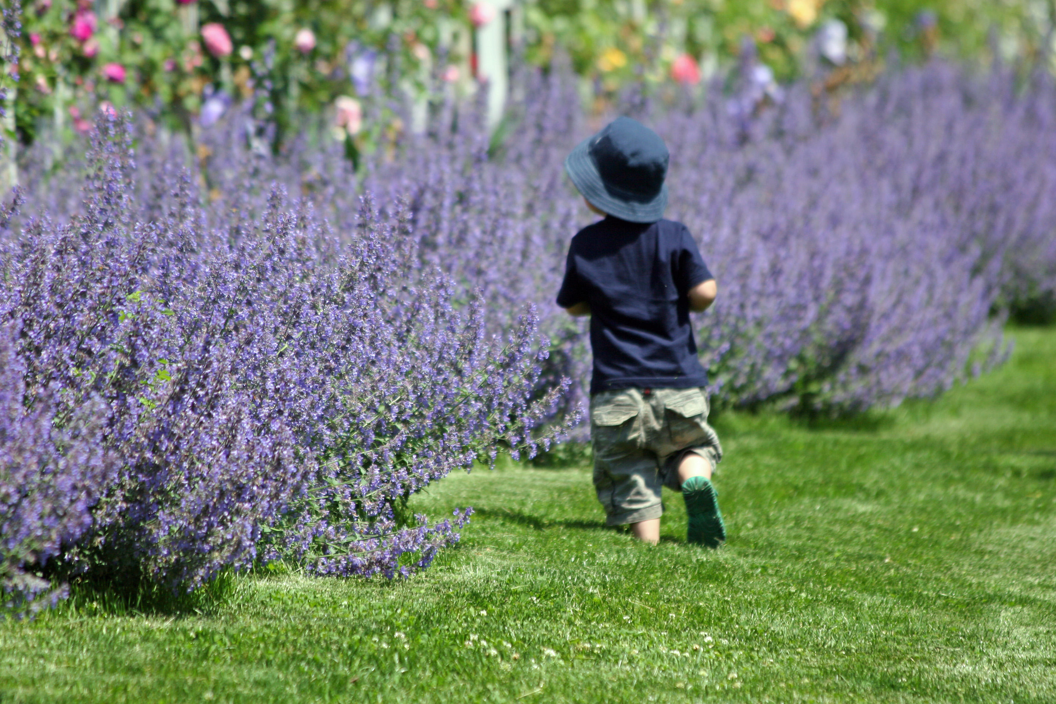 Chasing a Bee or Butterfly into a Salvia Flower Bed