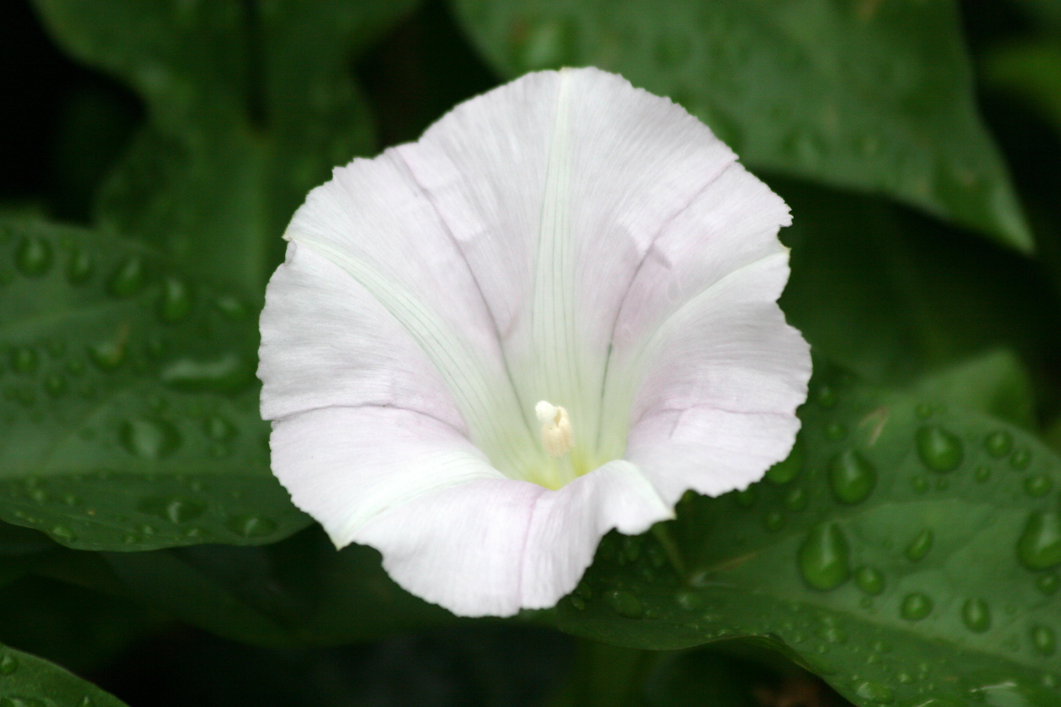 Morning Glory Blossom