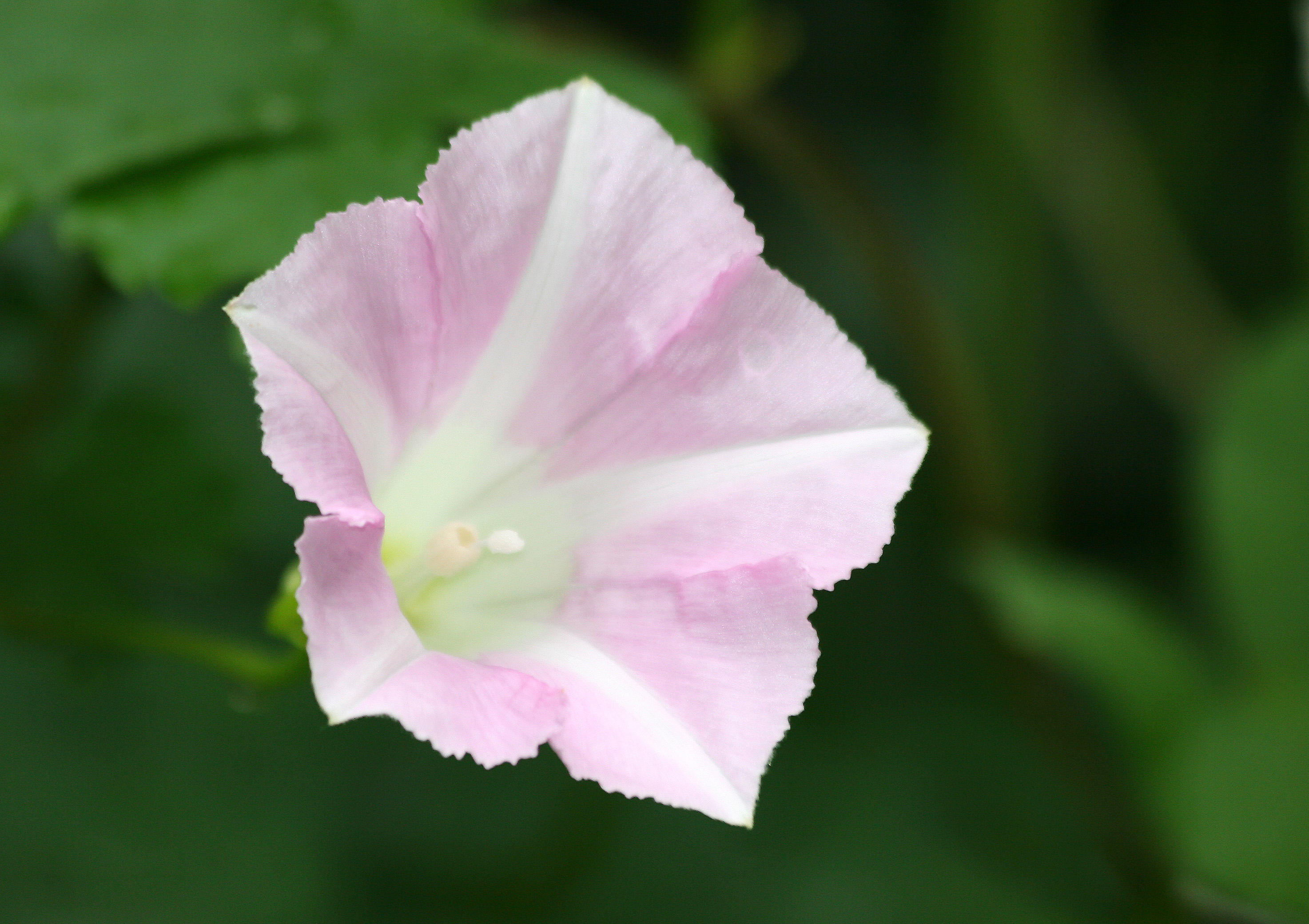 Morning Glory Blossom