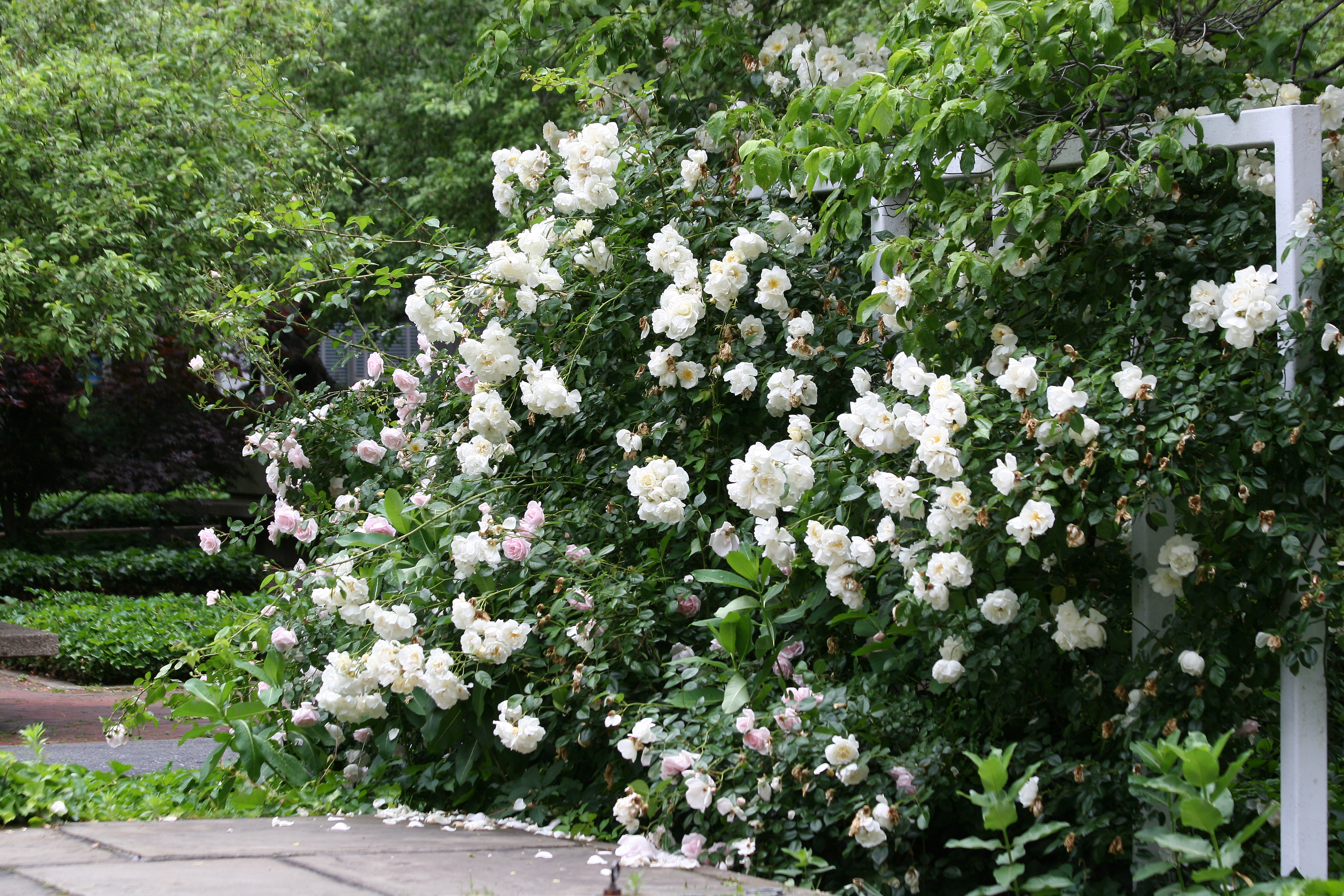 Mock Orange Bush