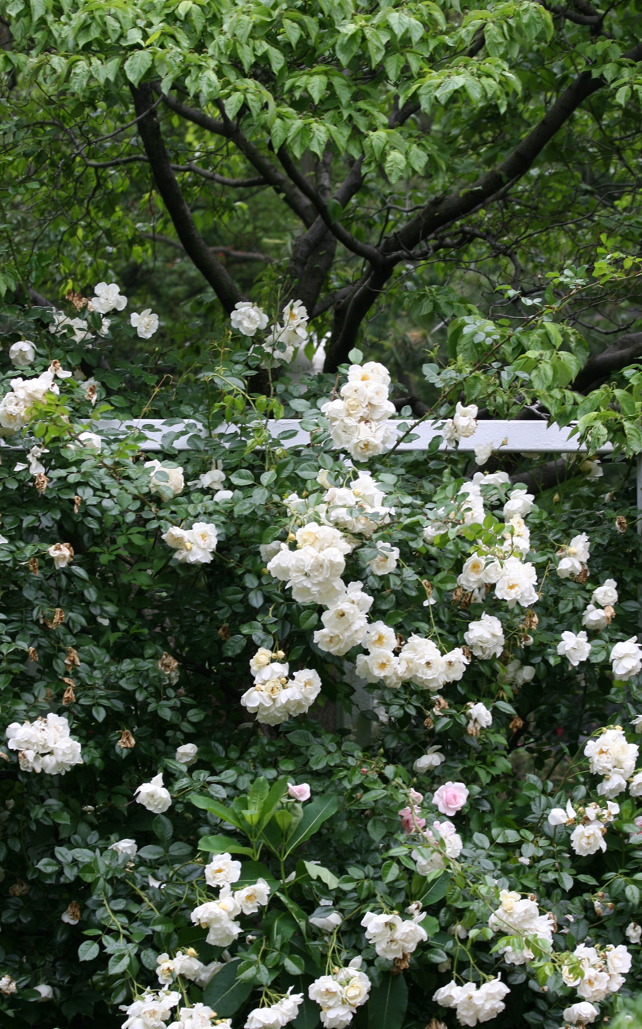 Mock Orange Bush