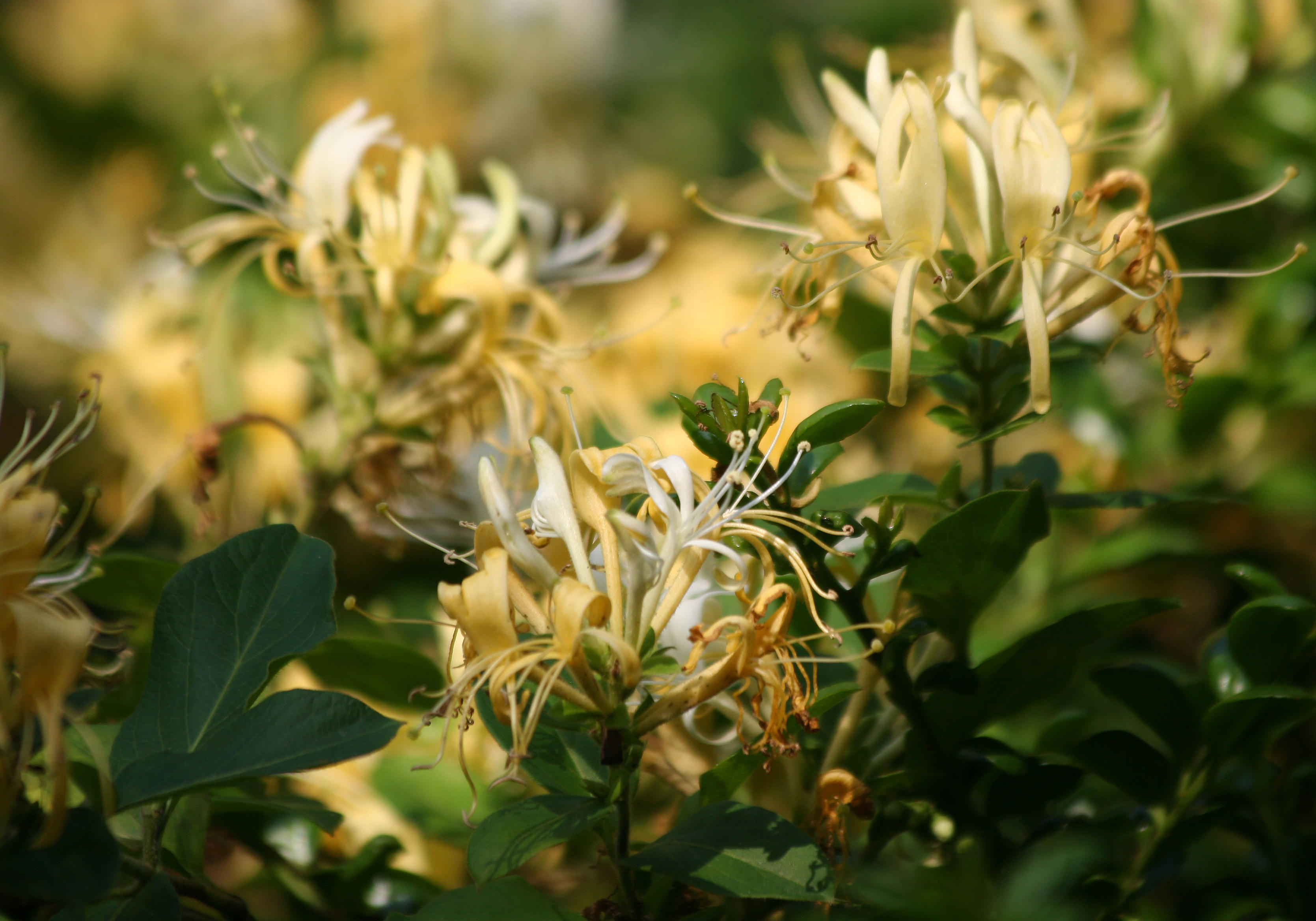Honeysuckle Blossoms