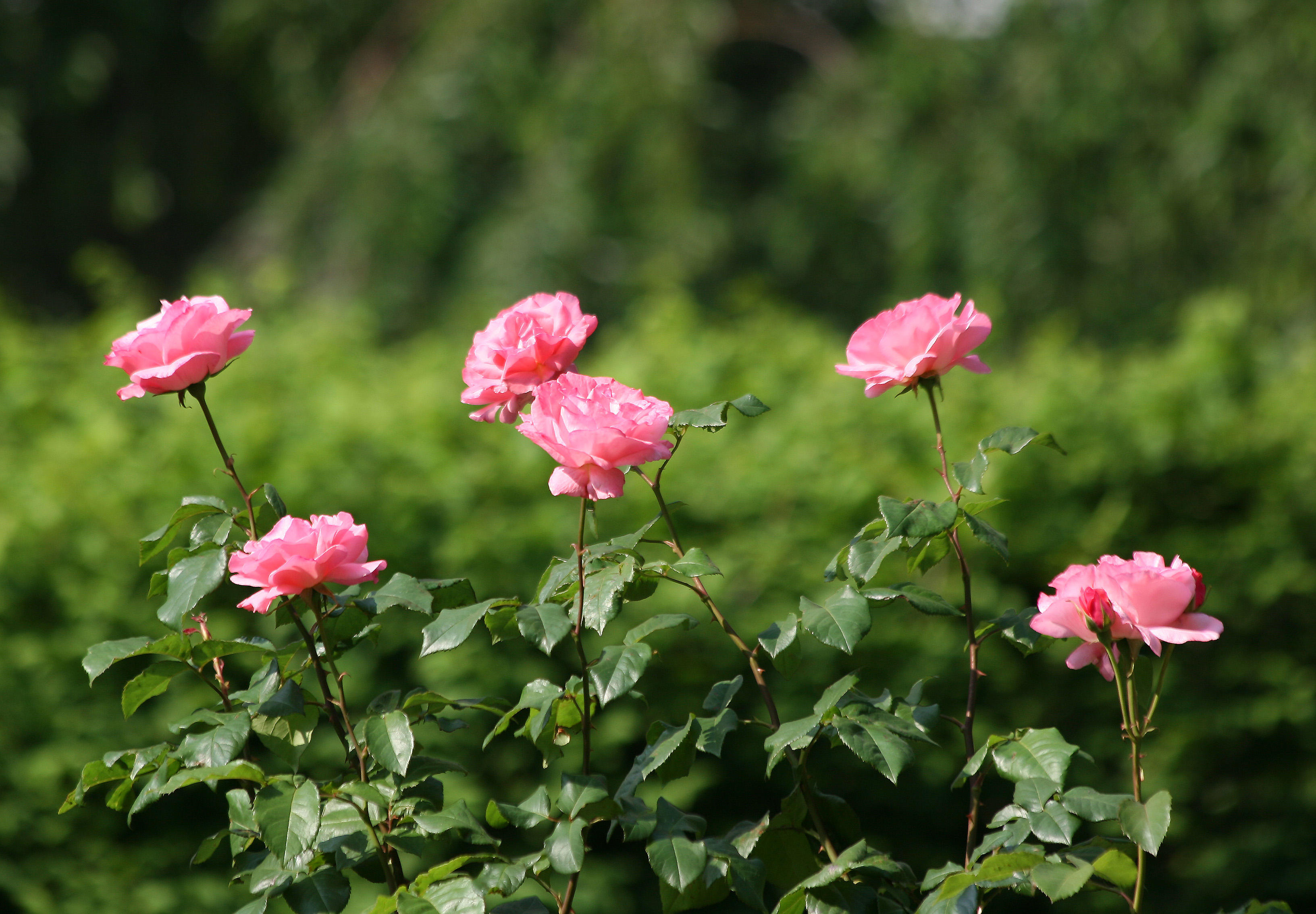 Roses