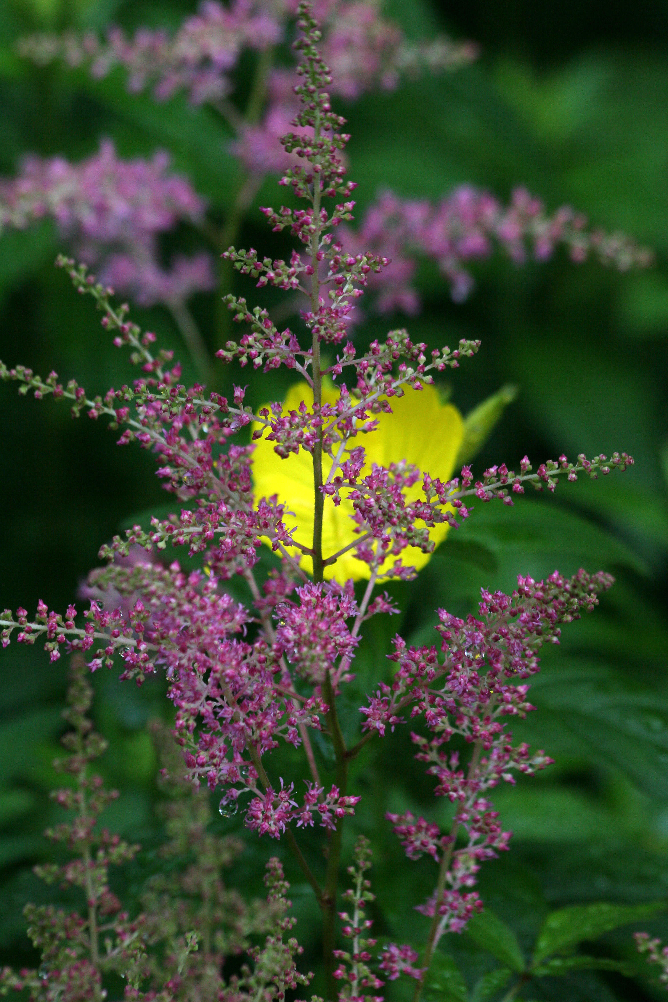 Astilbe & an Evening Primrose Blossom