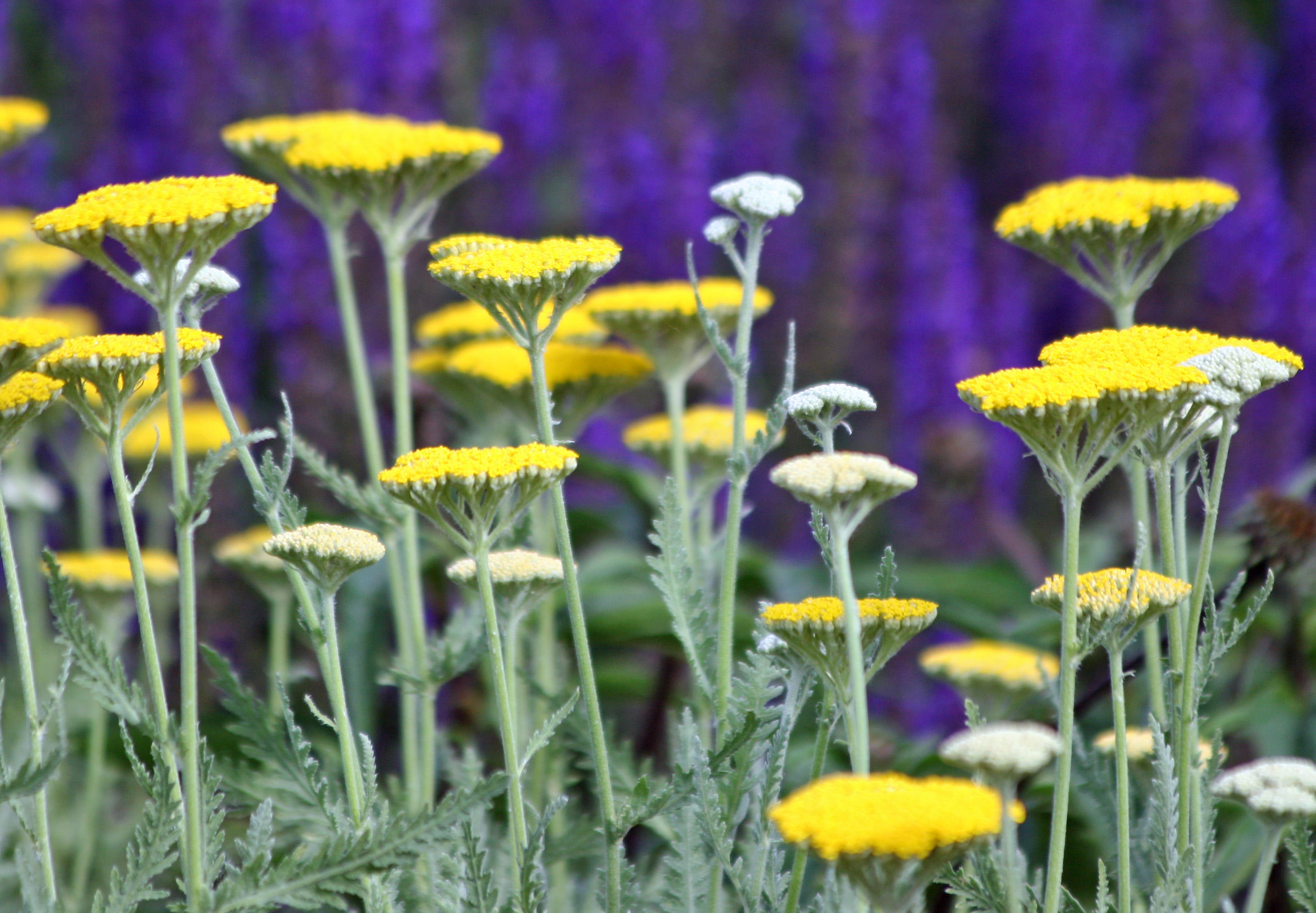 Salvia & Yarrow