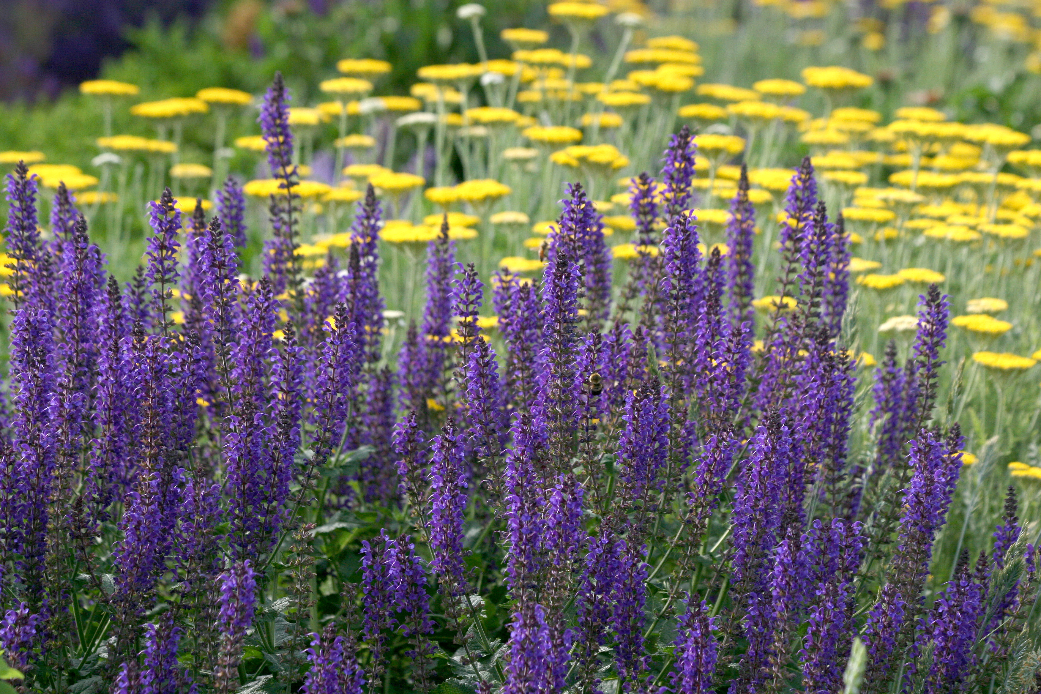 Salvia & Yarrow