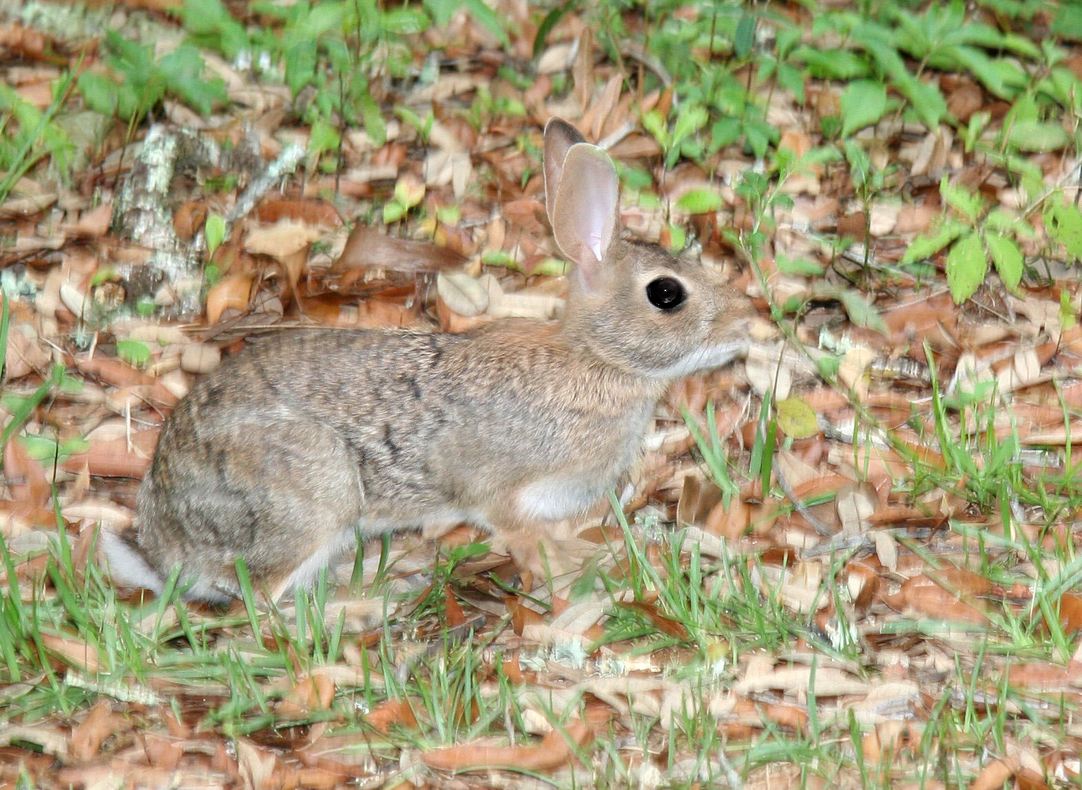 Rabbit - Rainbow Springs State Park