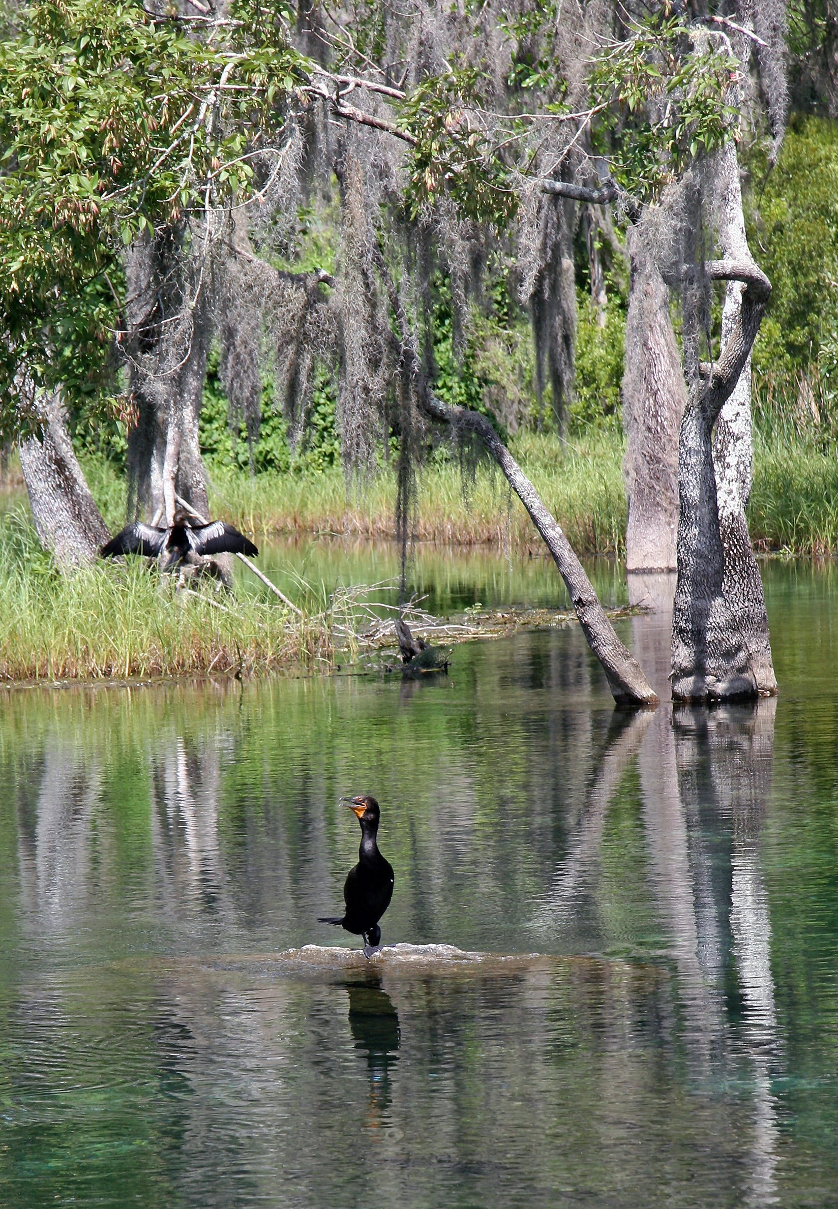 Cormorant - Rainbow River Boat Ride