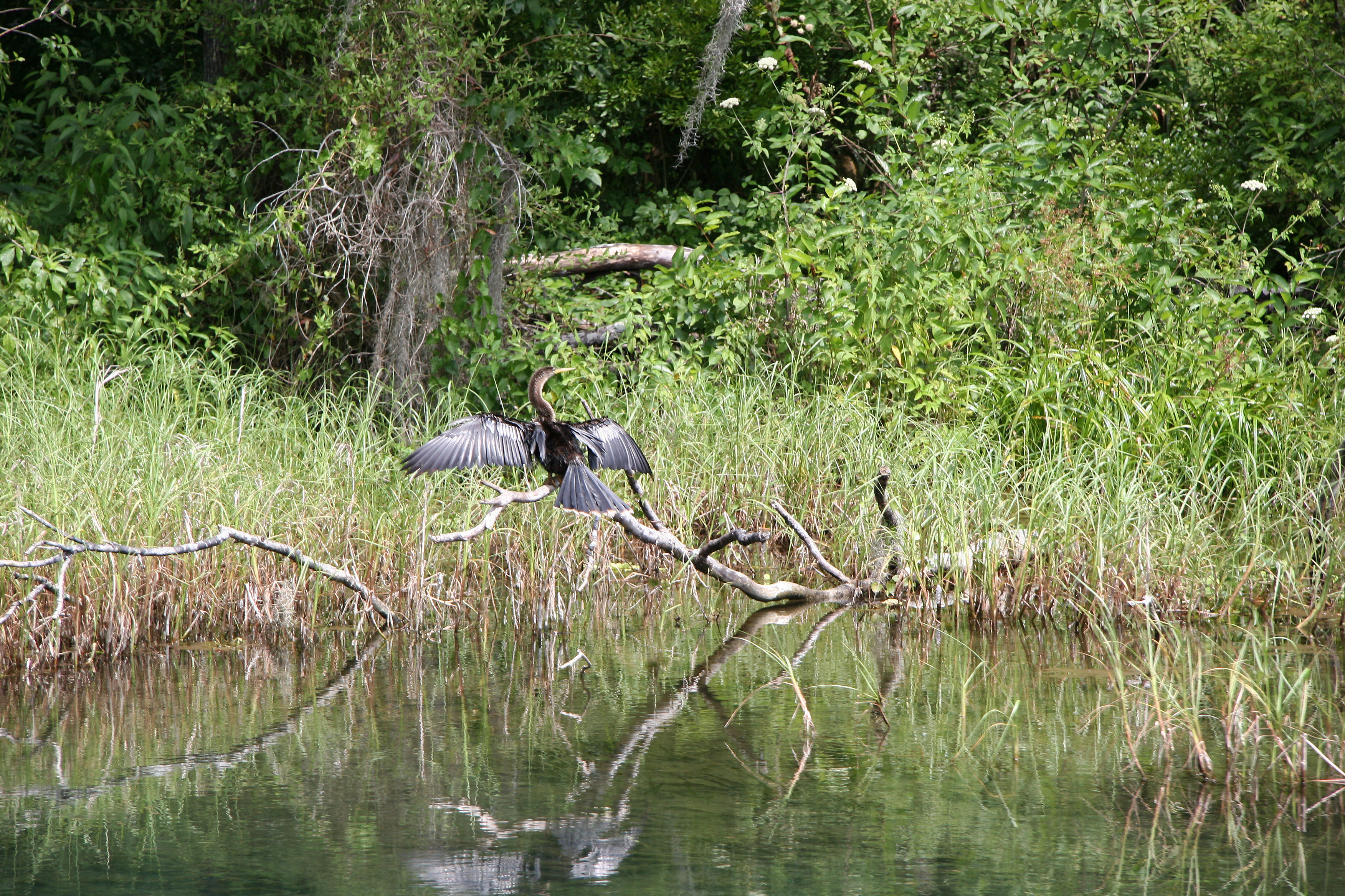 Anhinga - Rainbow River Boat Ride