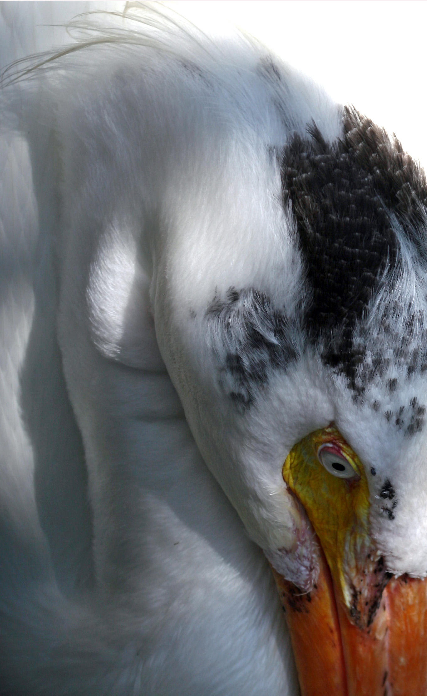 Pelican - Wildlife State Park