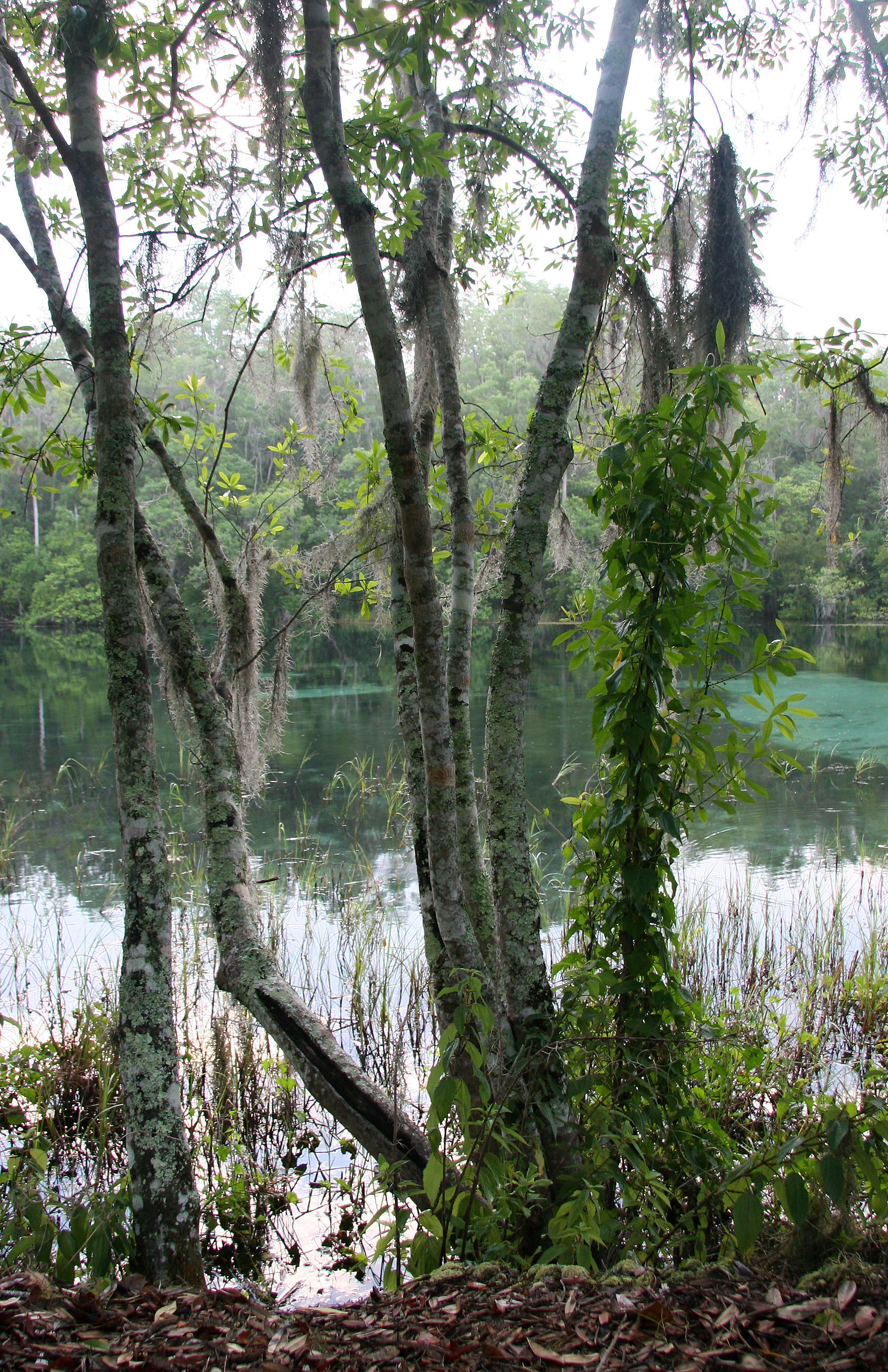 Sunrise - Rainbow Springs State Park