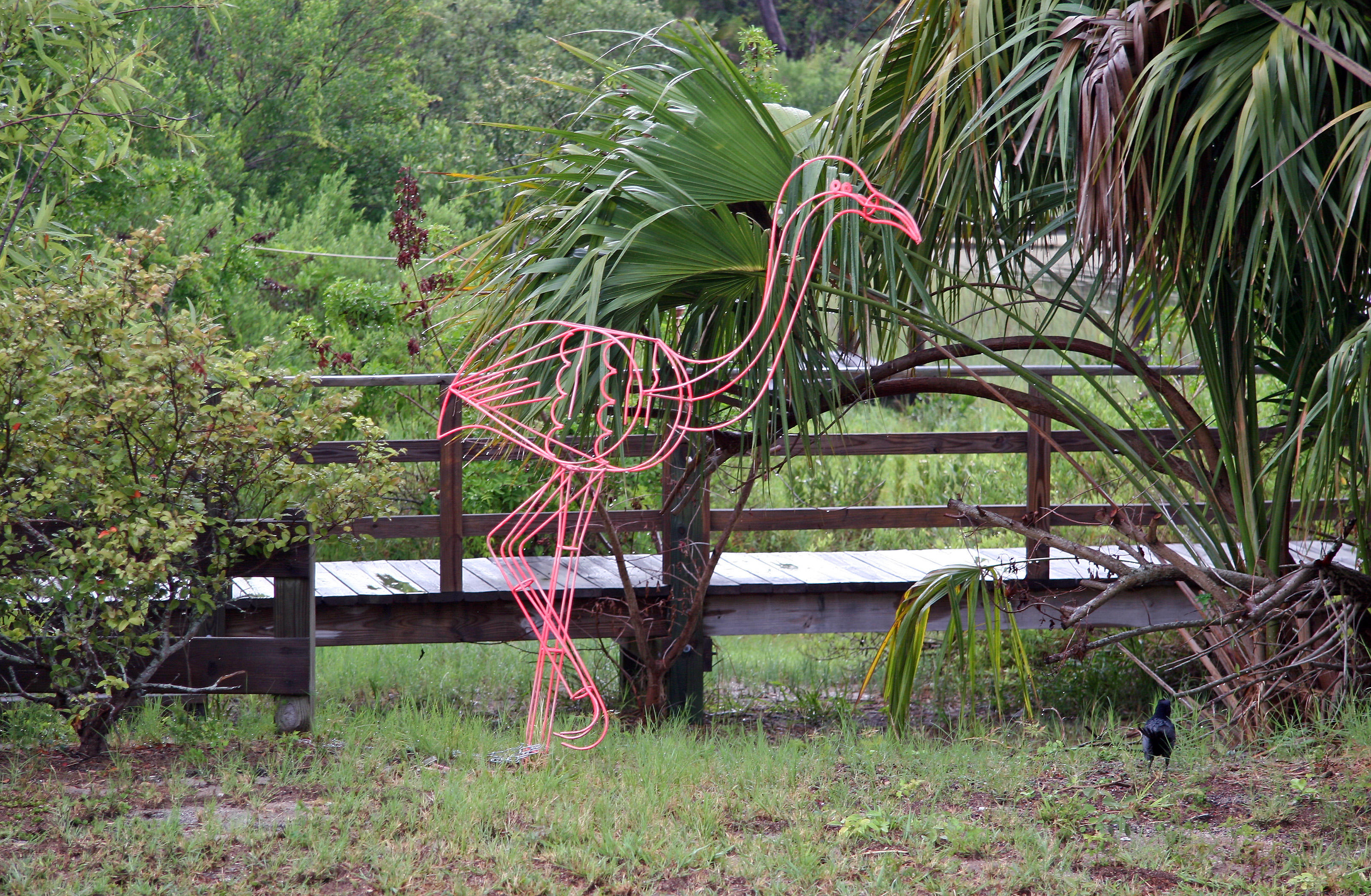 Pink Flamingo