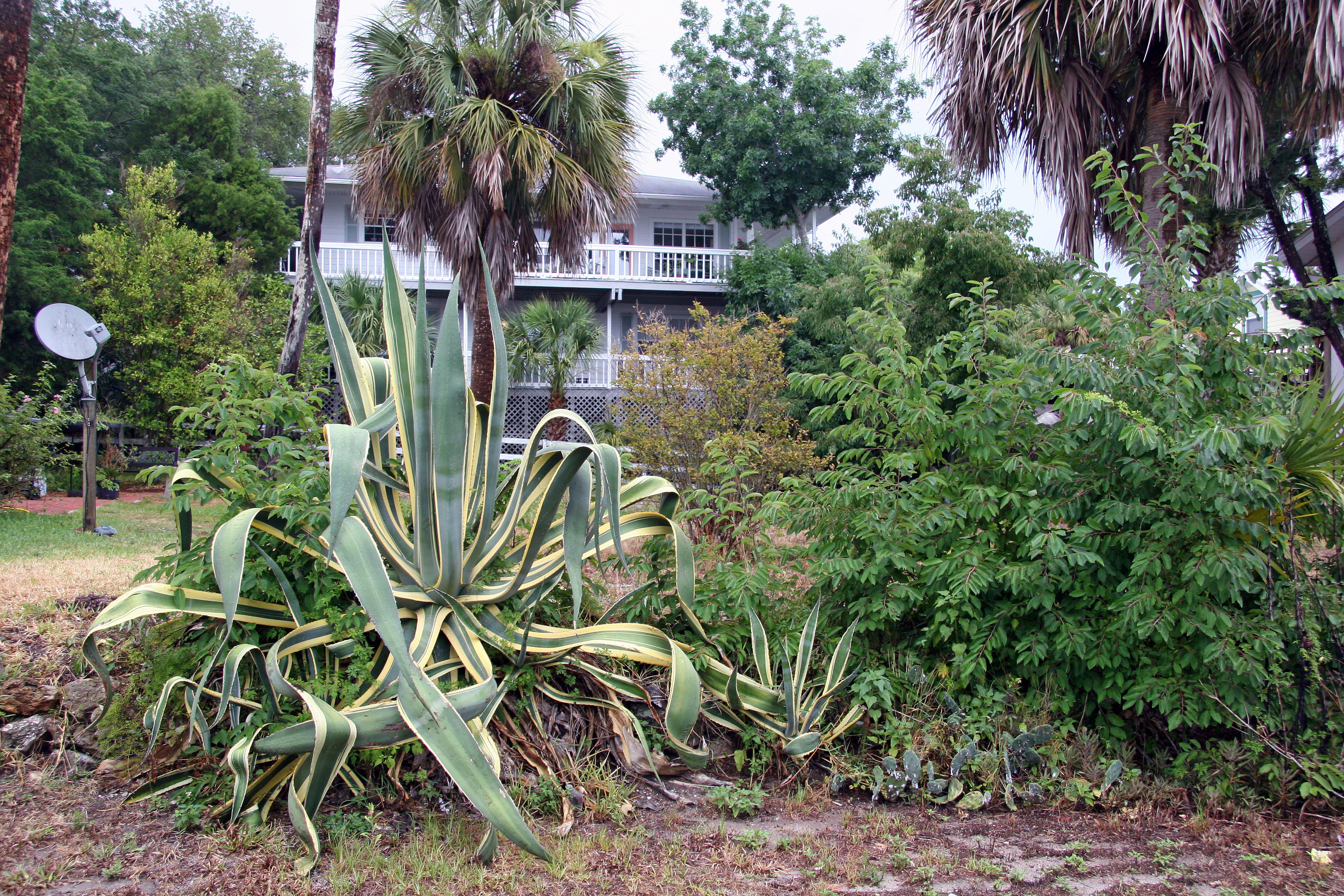 Aloe