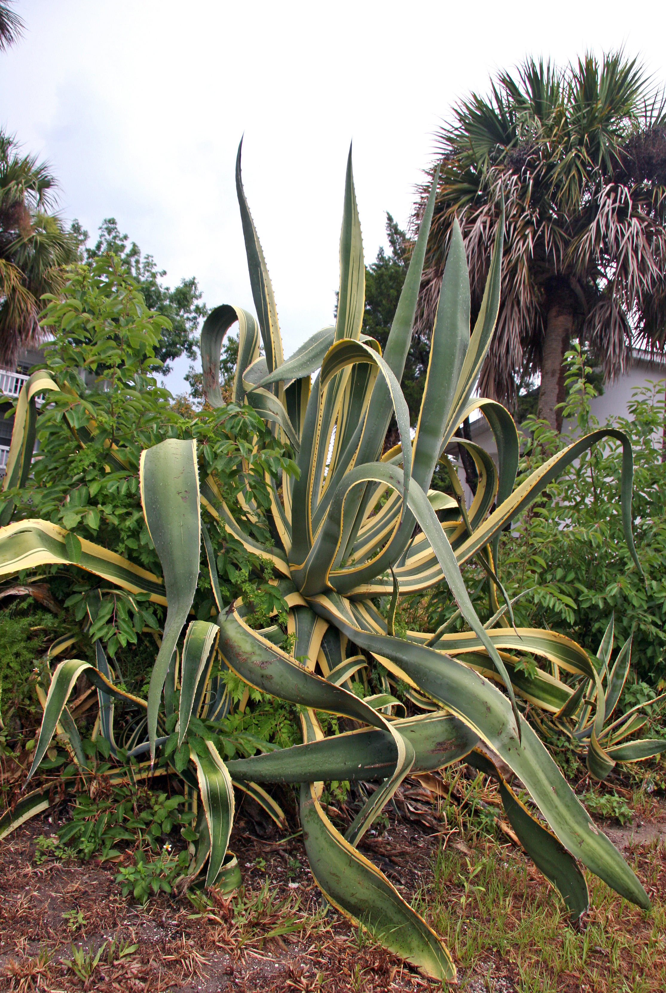 Agave americana