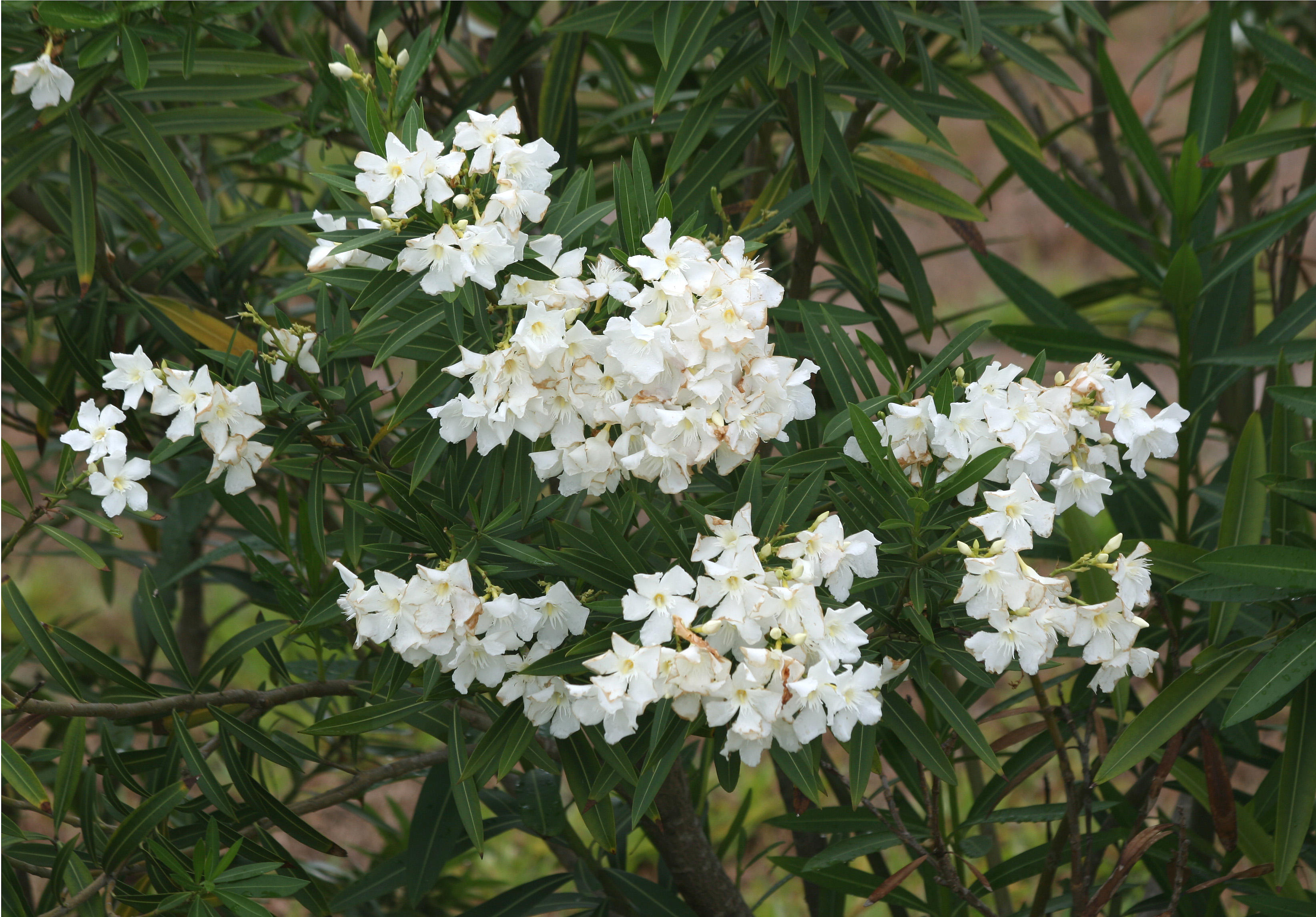 Oleander Blossoms