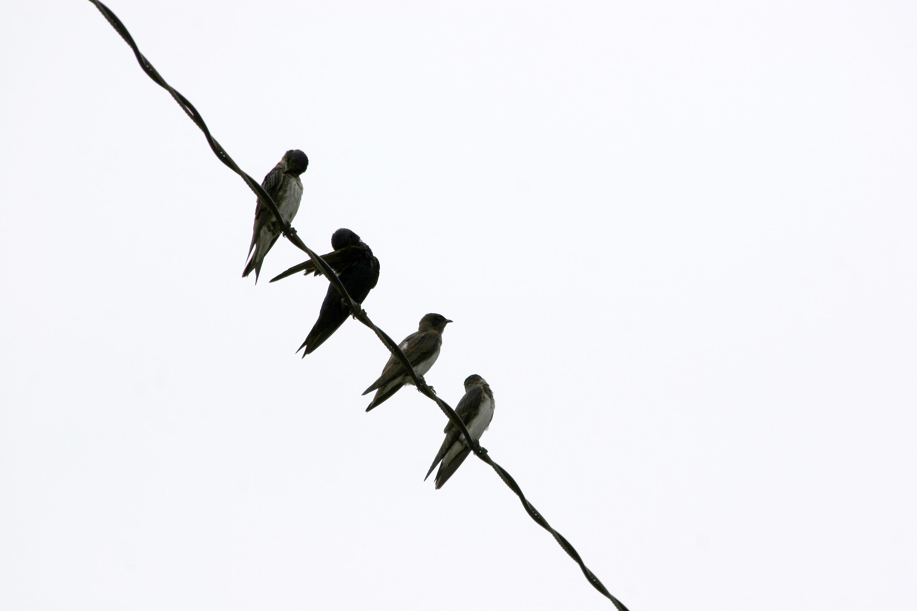 Frigatebirds on a Wire