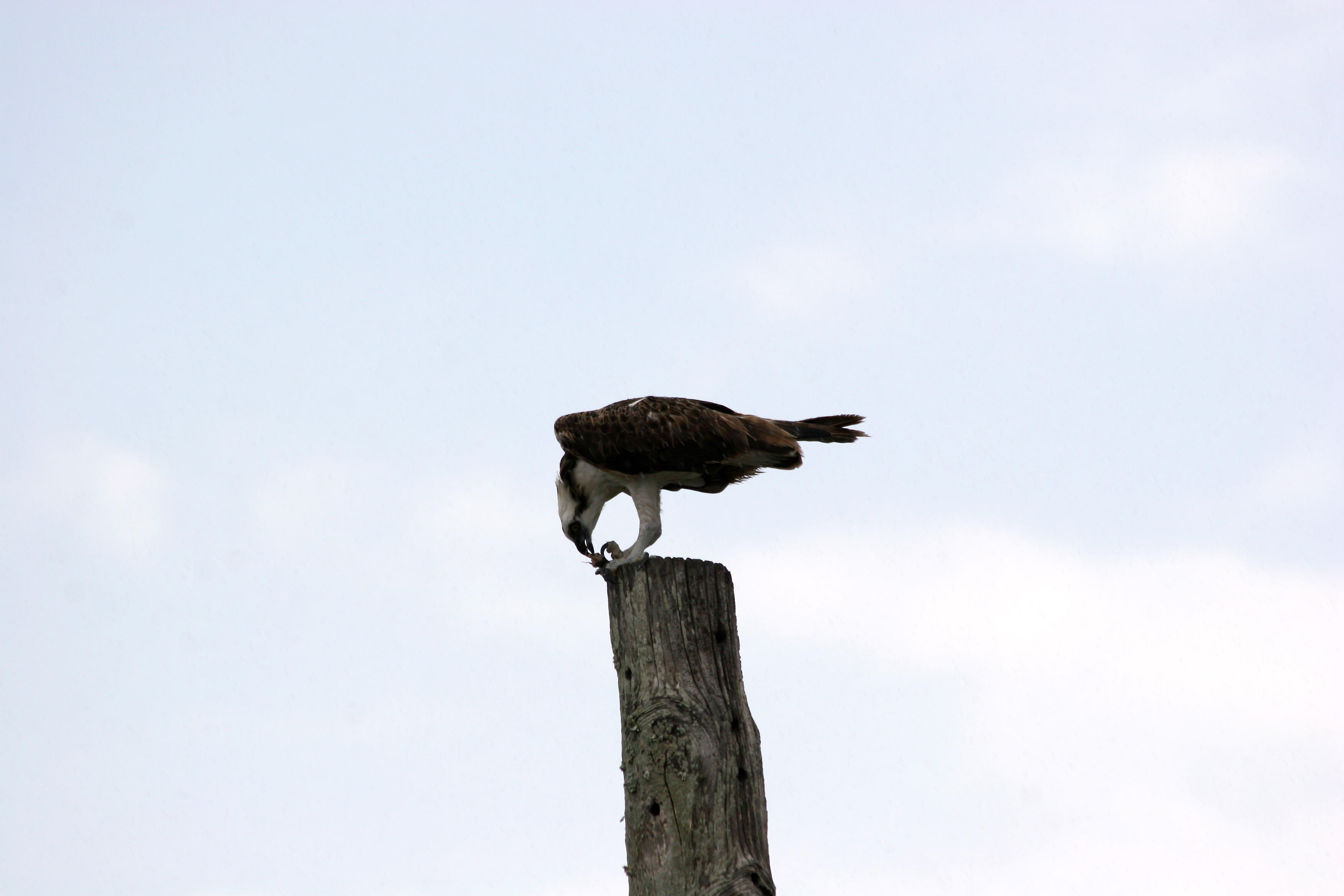 Osprey