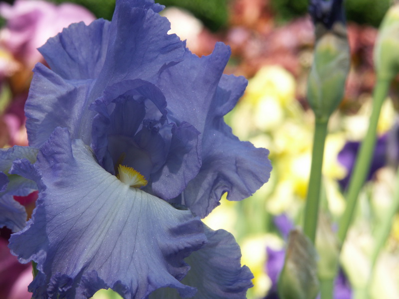 Ottawa Flowers