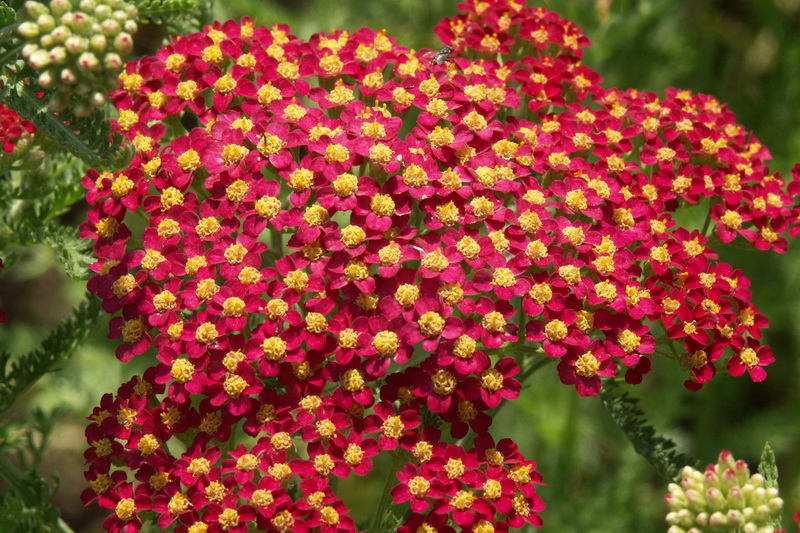 Ottawa Flowers